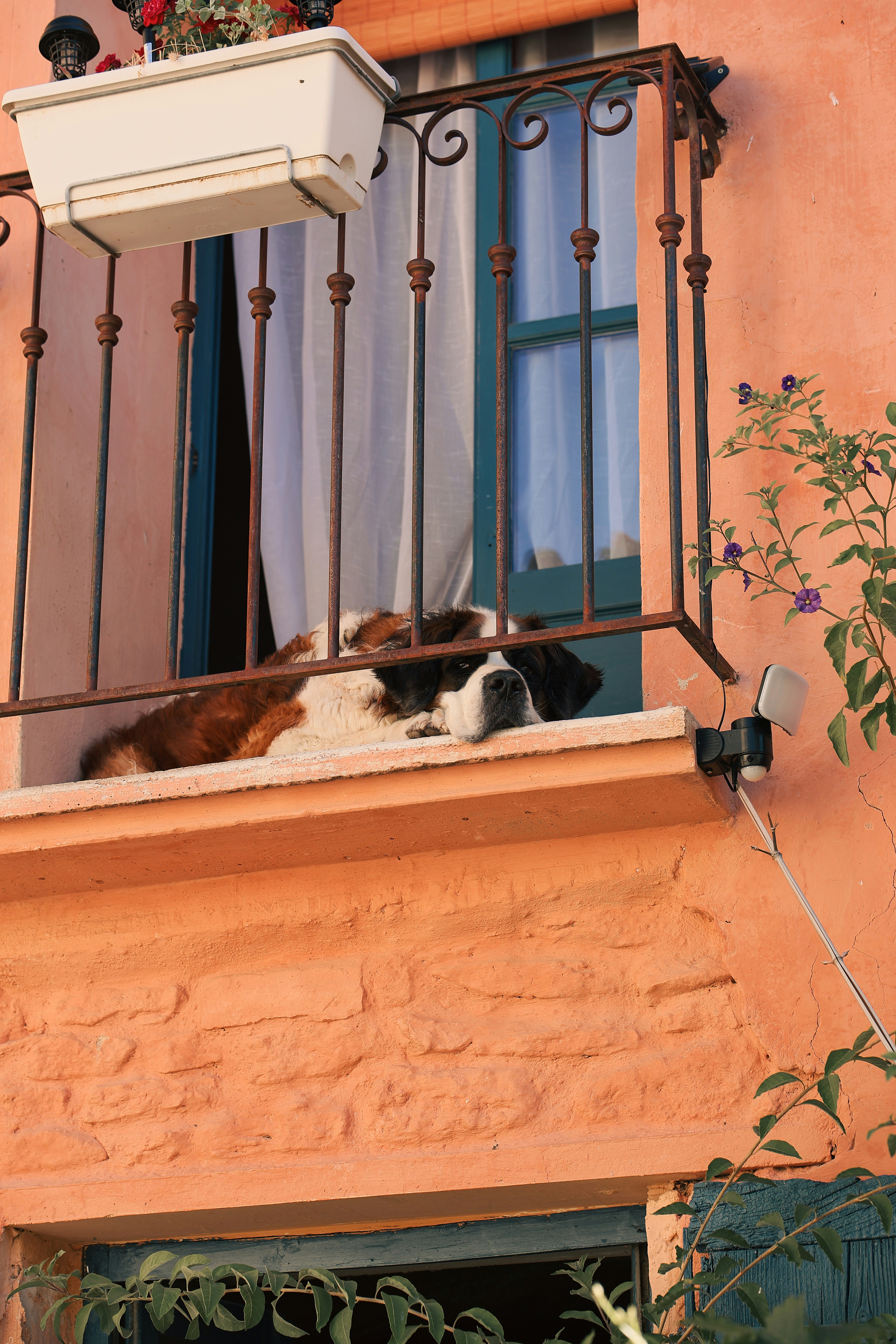 A st. bernard dog rests on a balcony ledge.