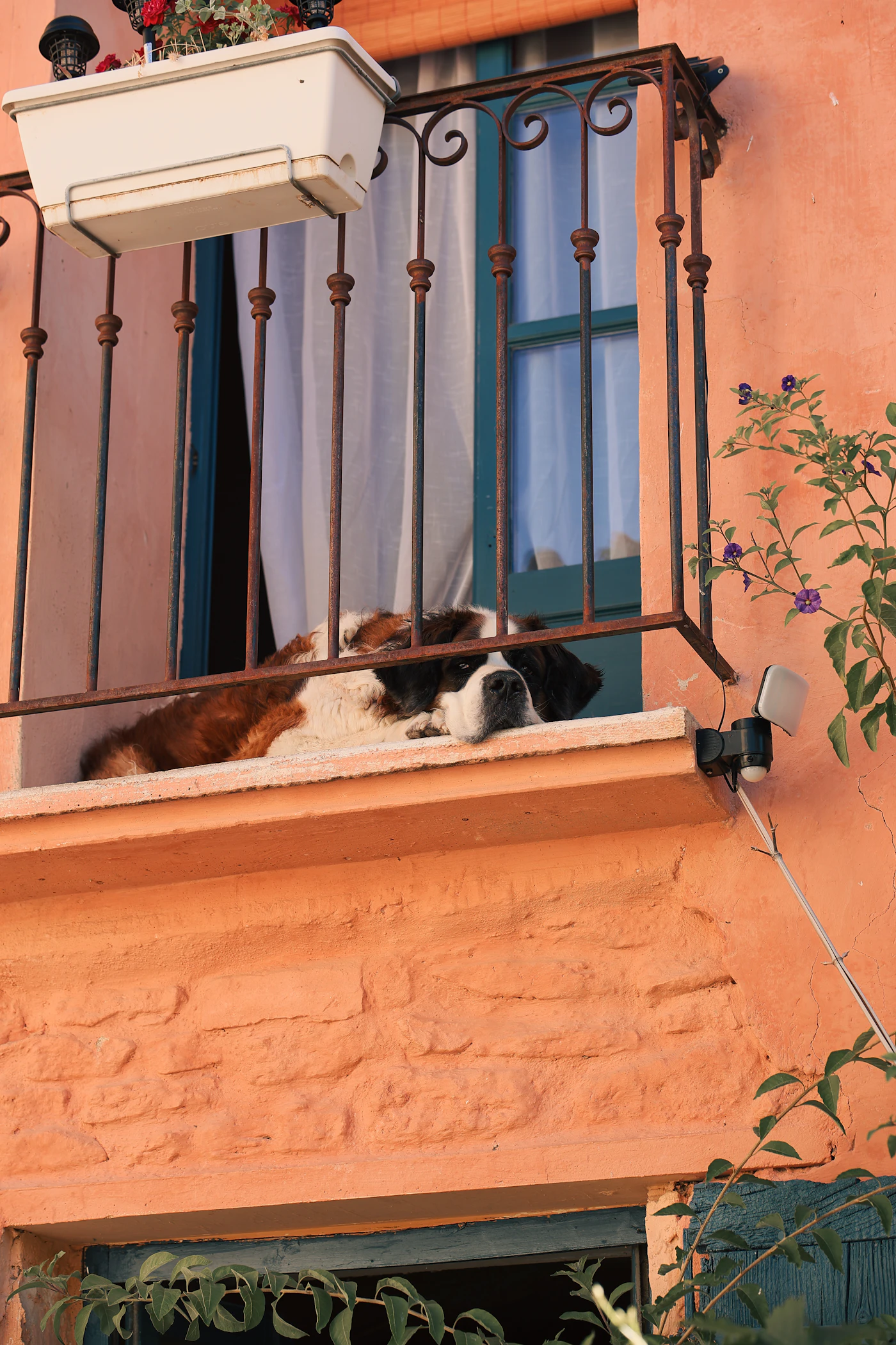 Perro descansando en el borde de un balcón urbano
