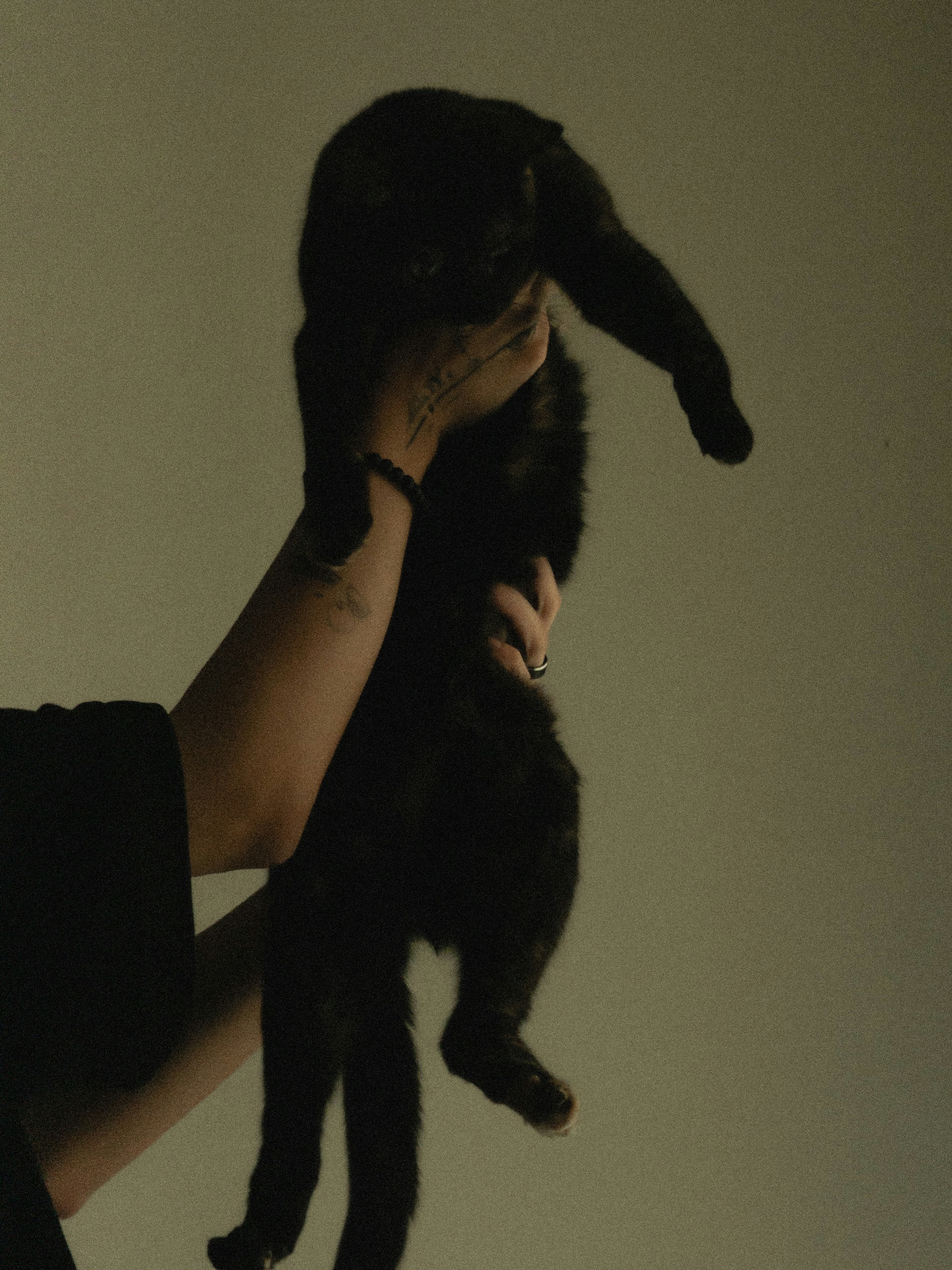 Person holding a black cat against a plain background.