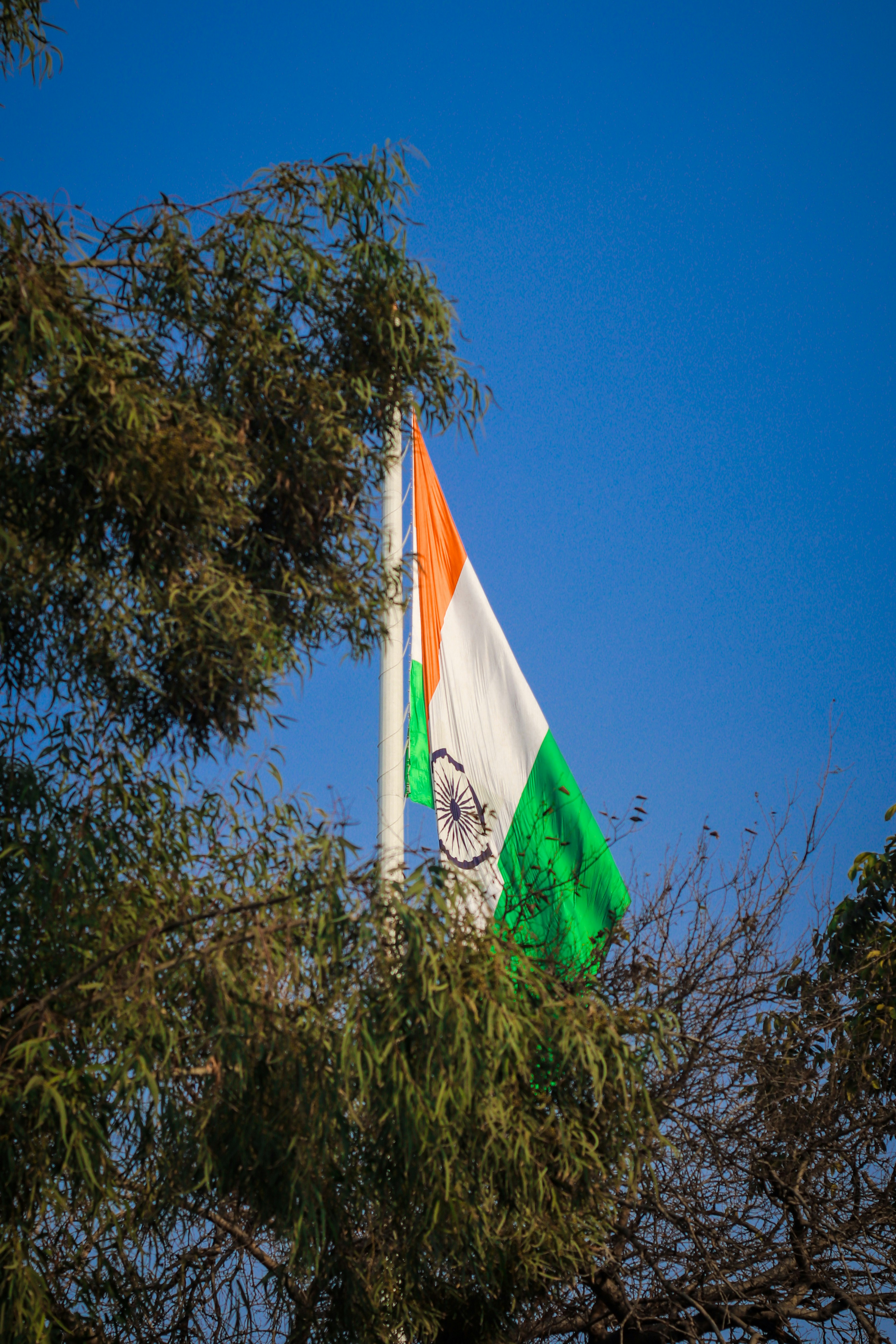 Indian flag waving on a flagpole through trees