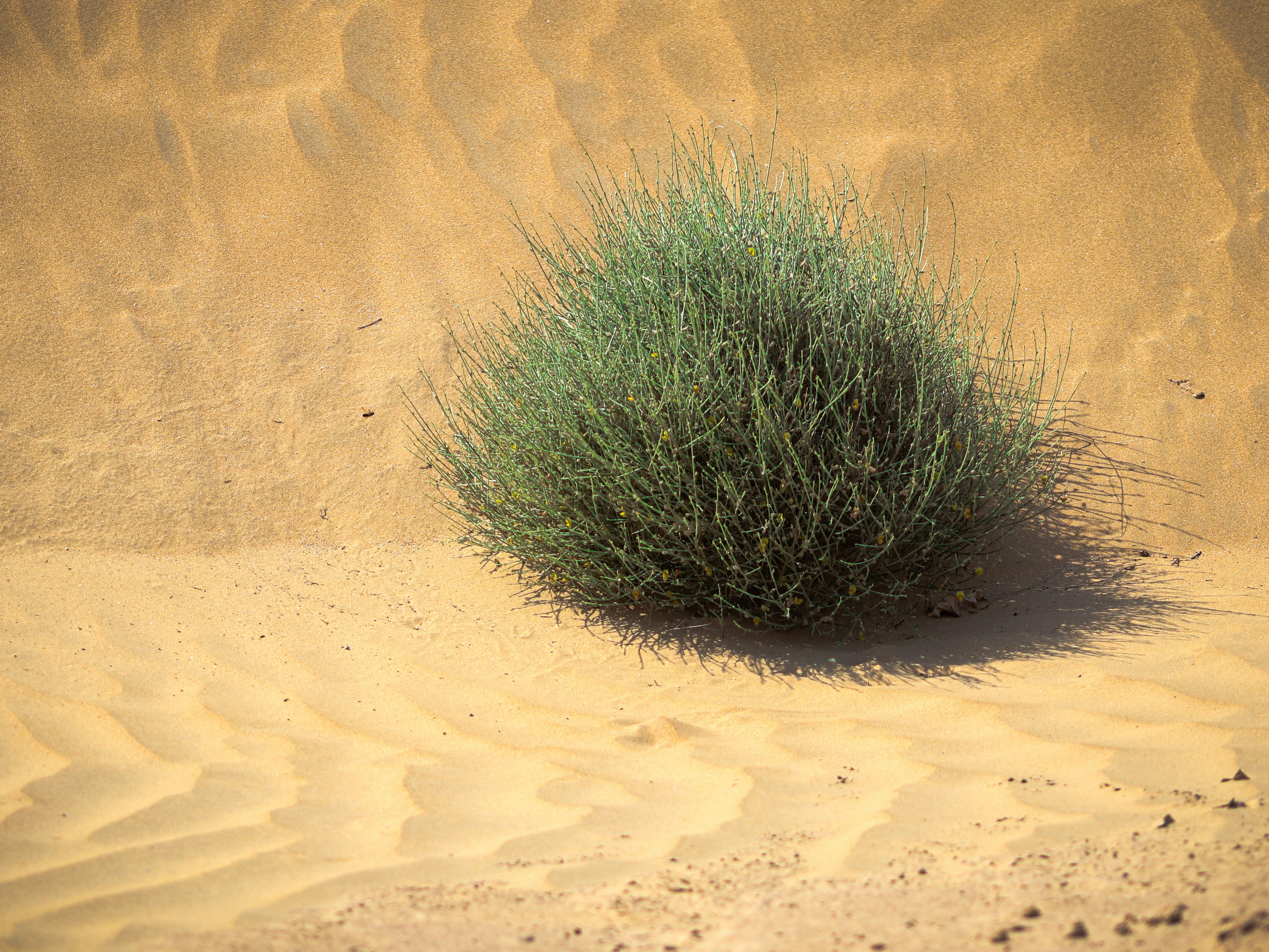 A lone green bush grows in the desert sand.