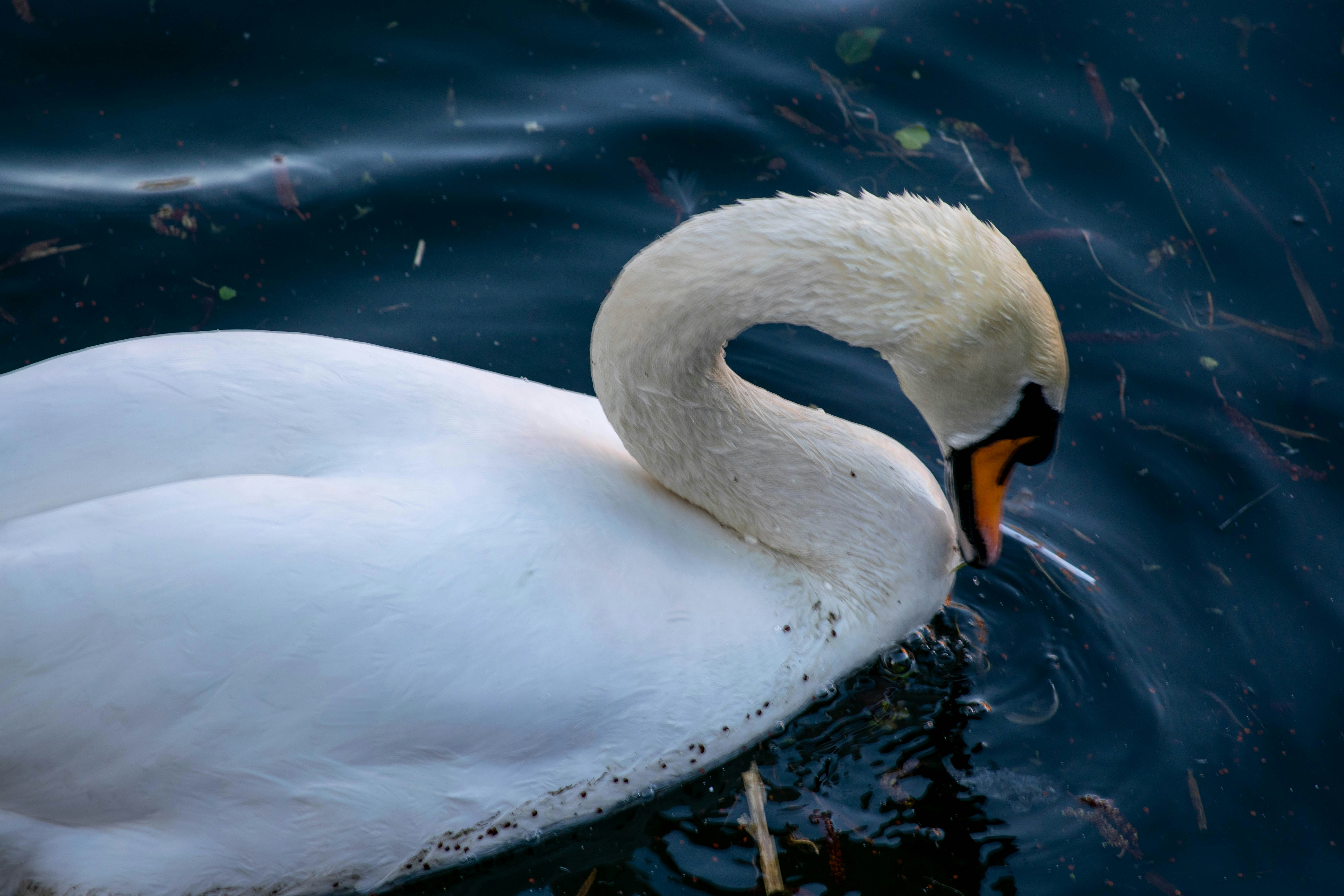 Photo by tea_in_deventer