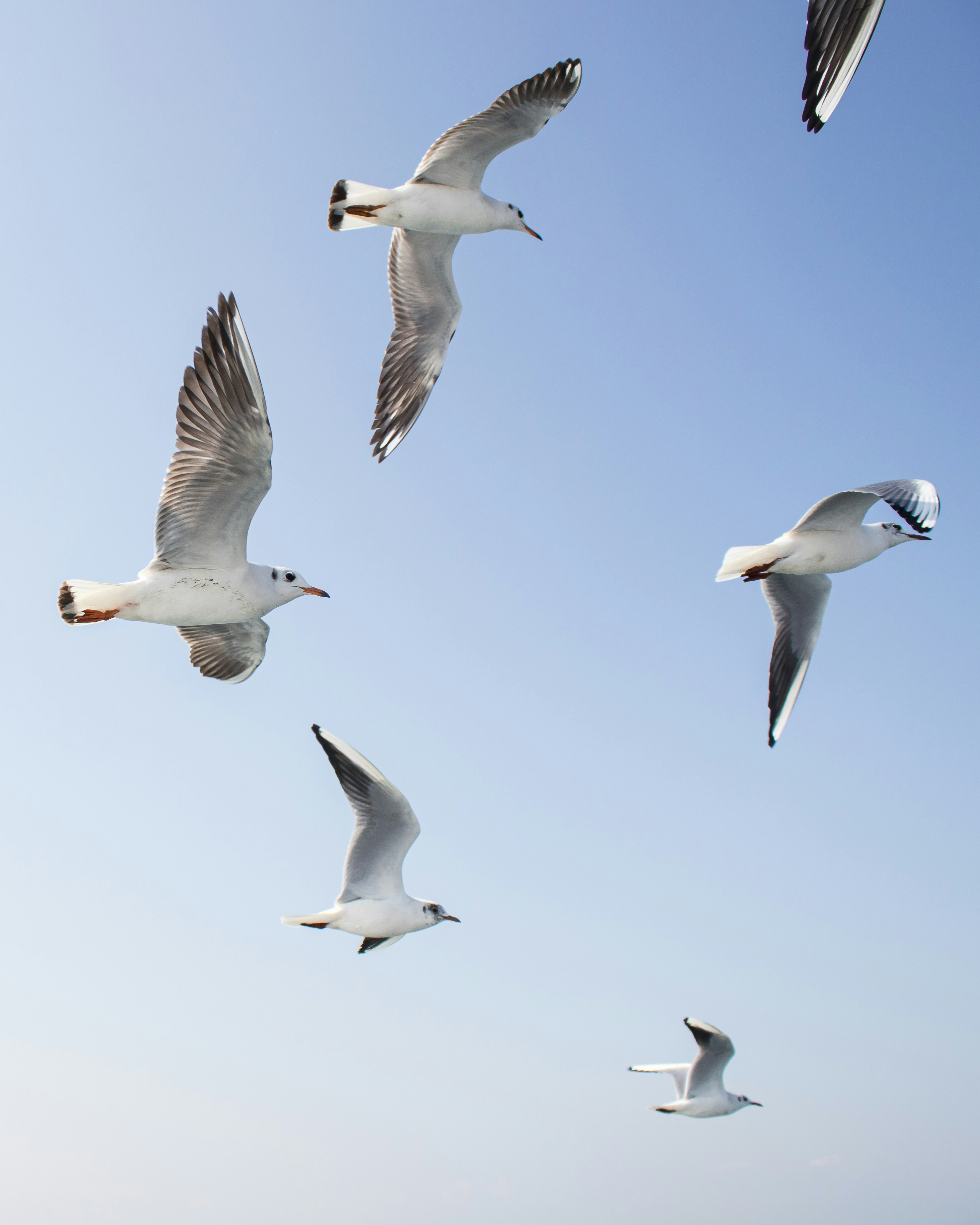 Seagulls flying in a clear blue sky.