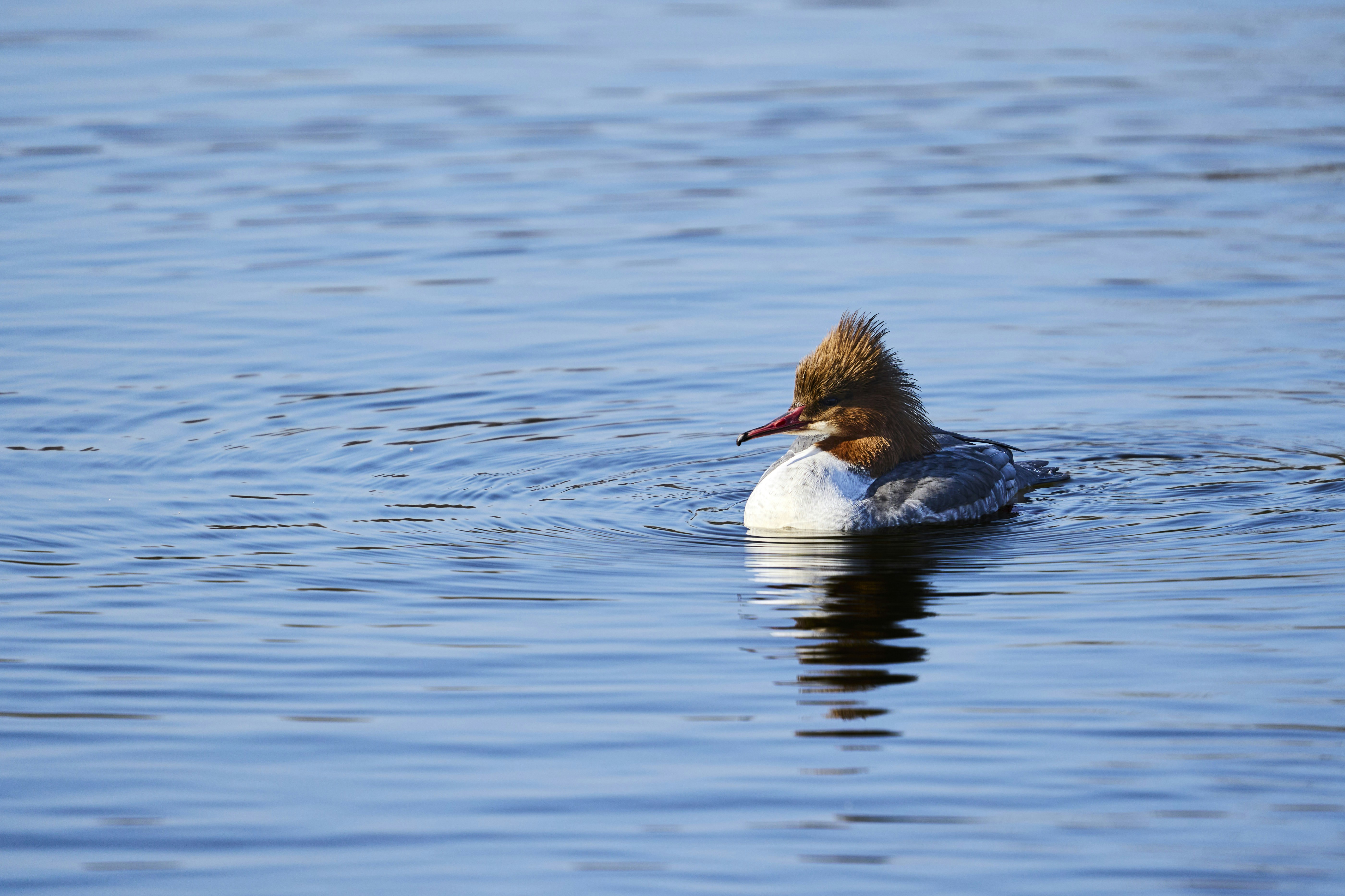 Photo by wolfgang_hasselmann