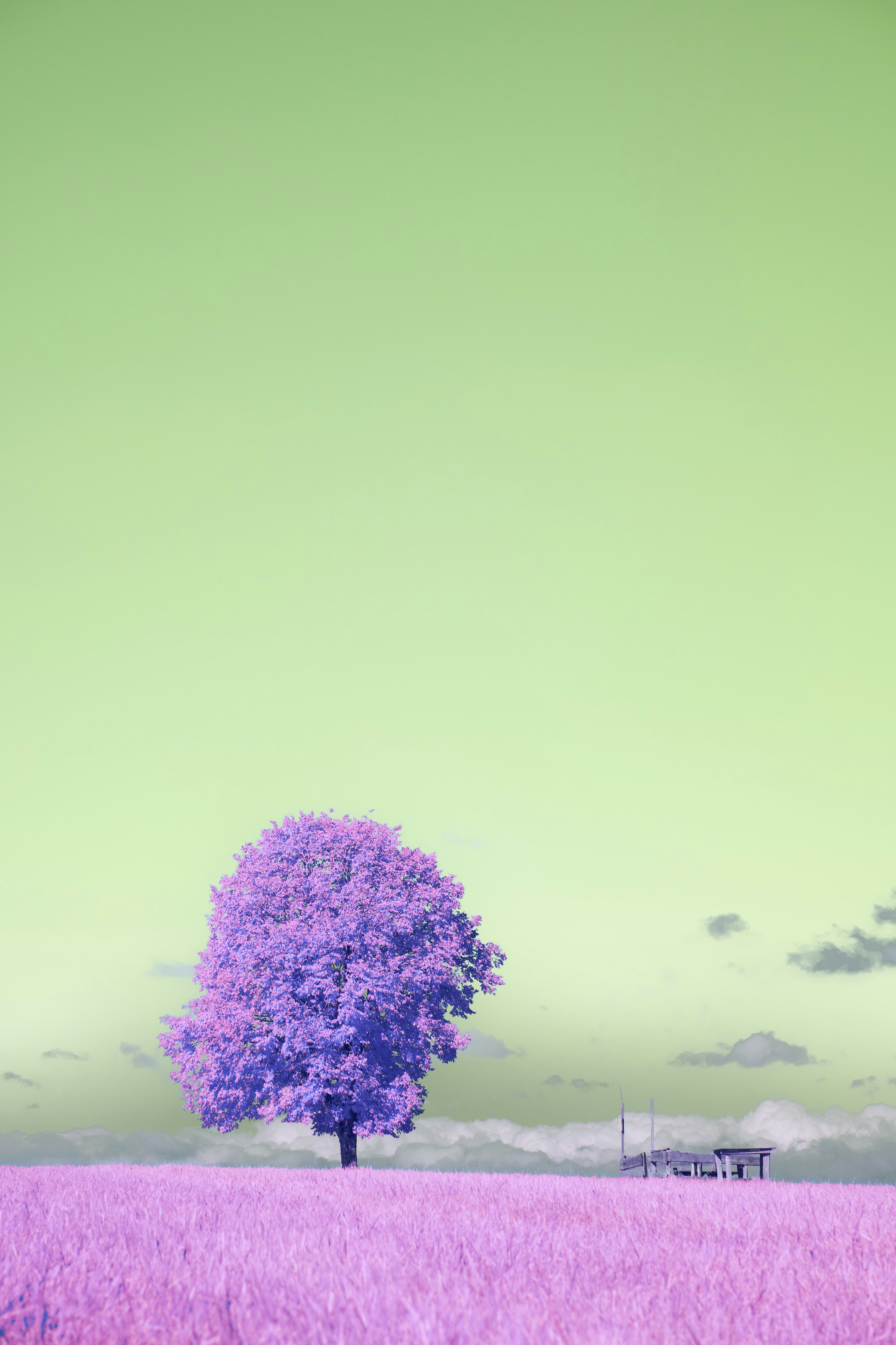 Photo by wolfgang_hasselmann