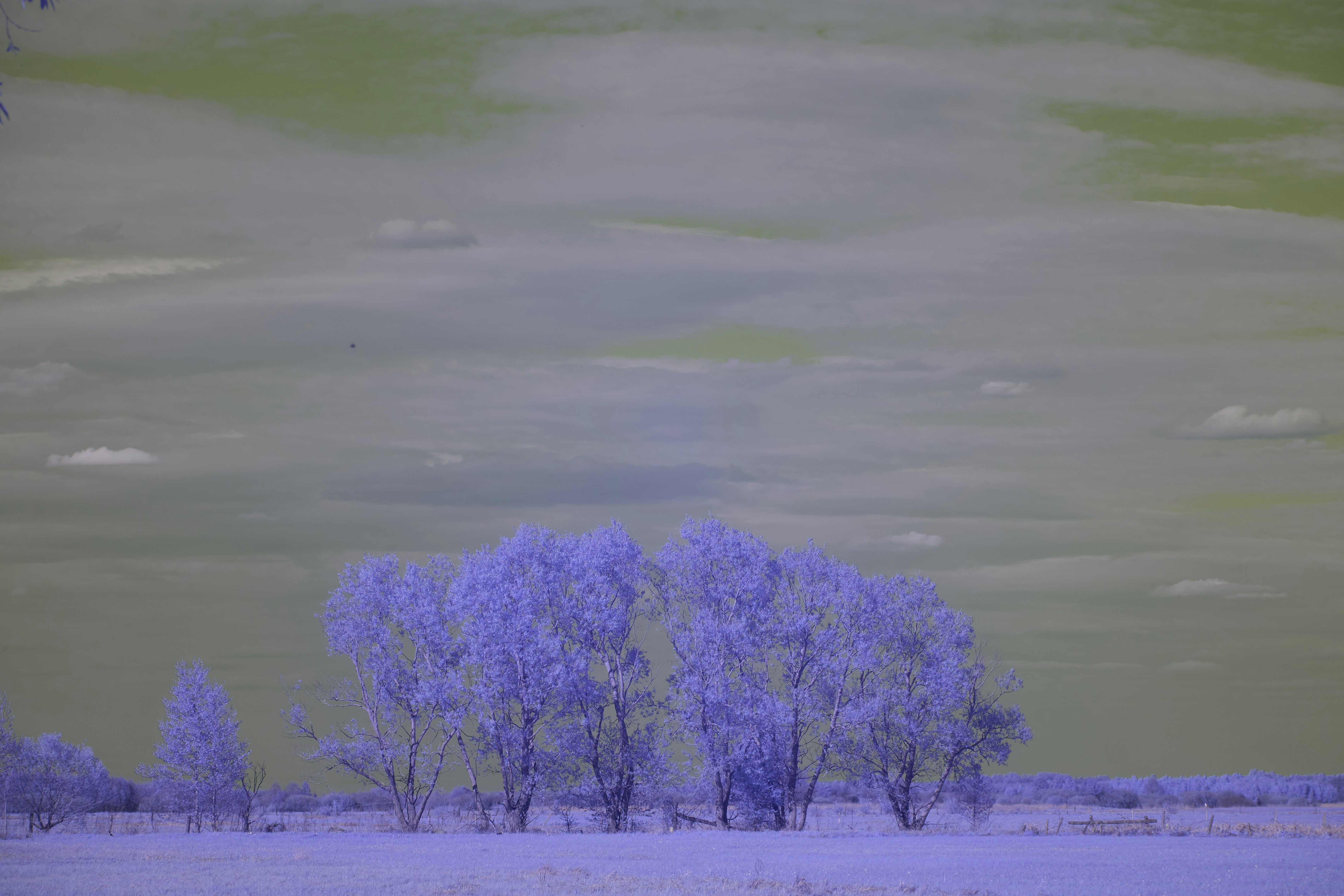 Photo by wolfgang_hasselmann