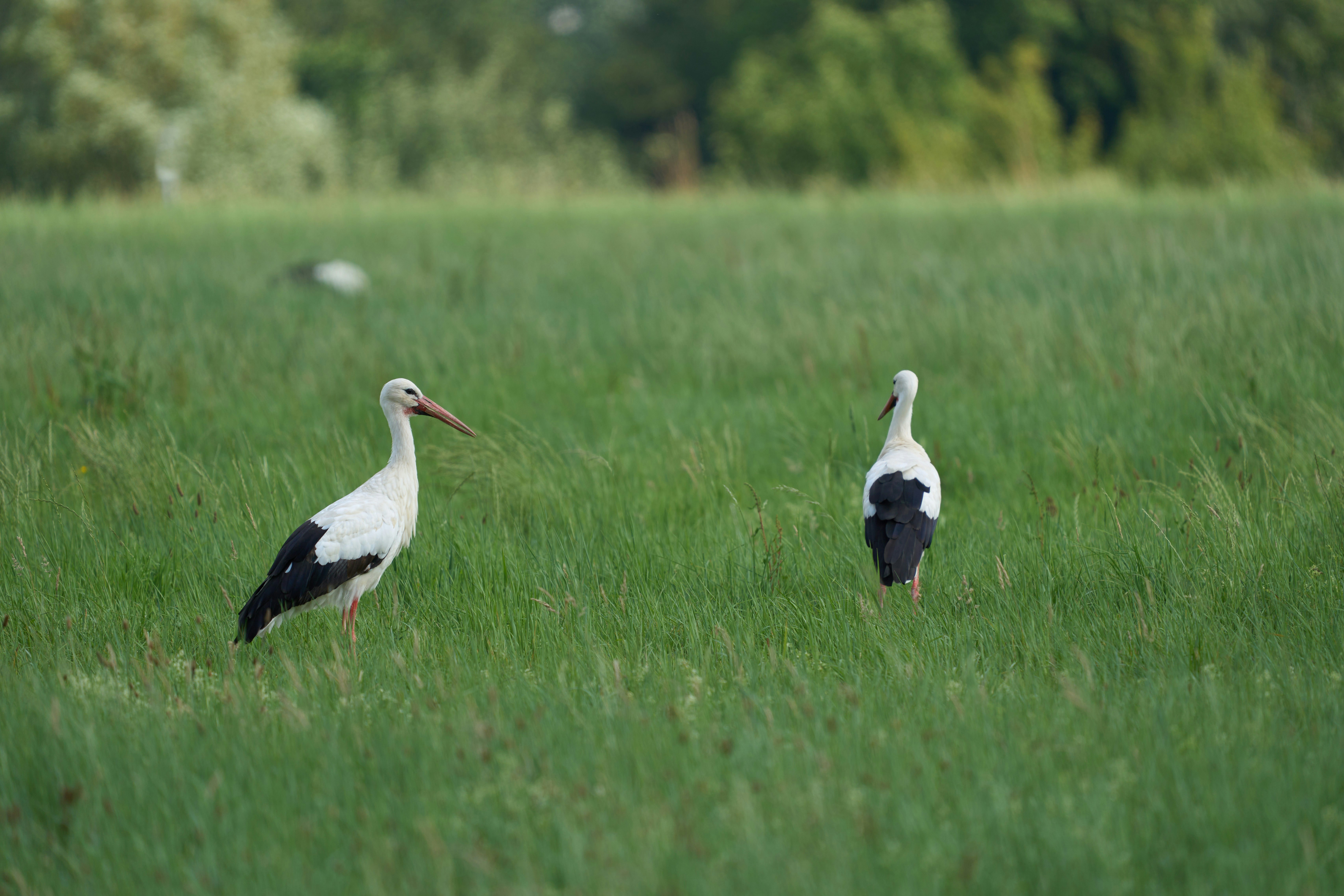 Photo by wolfgang_hasselmann