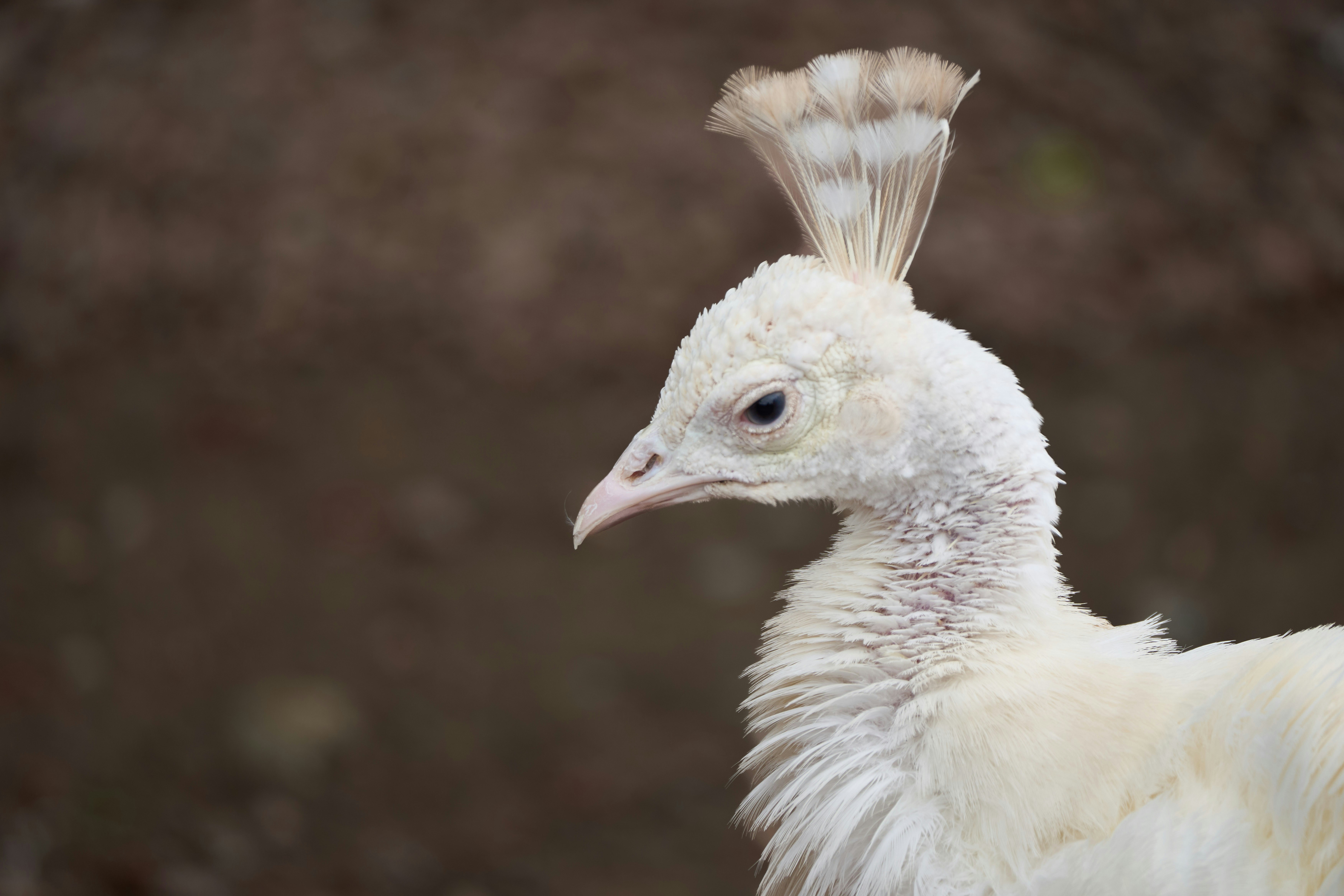 Photo by wolfgang_hasselmann