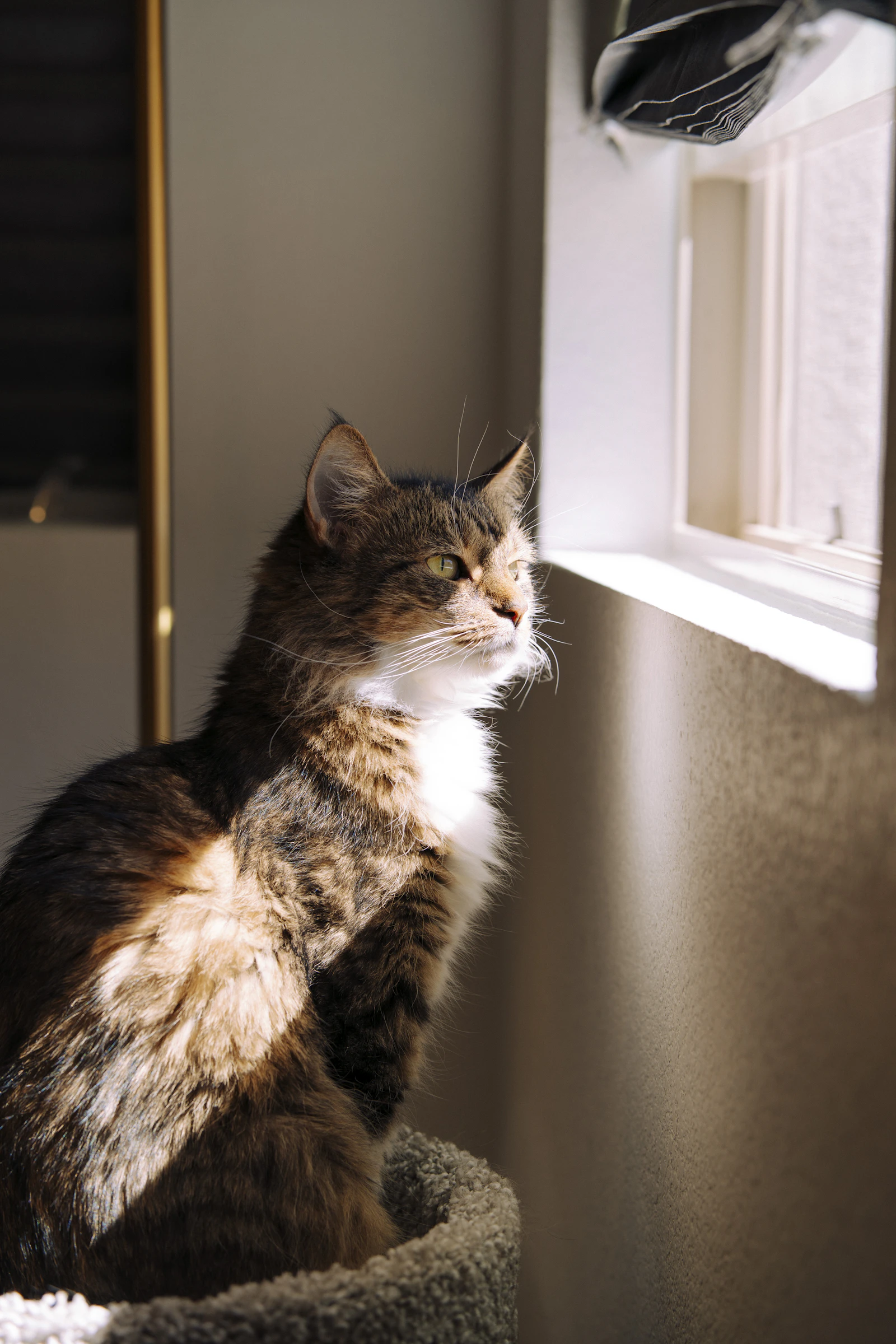 A fluffy cat sitting calmly in warm natural light near a home window