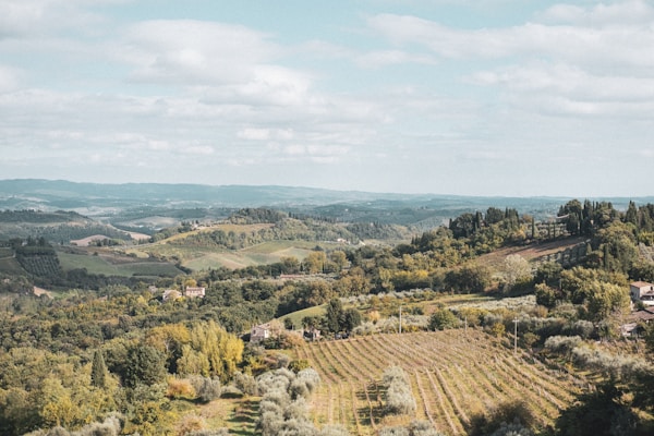 Piedmont vineyard landscape