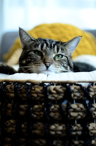 A tabby cat rests in a woven basket.