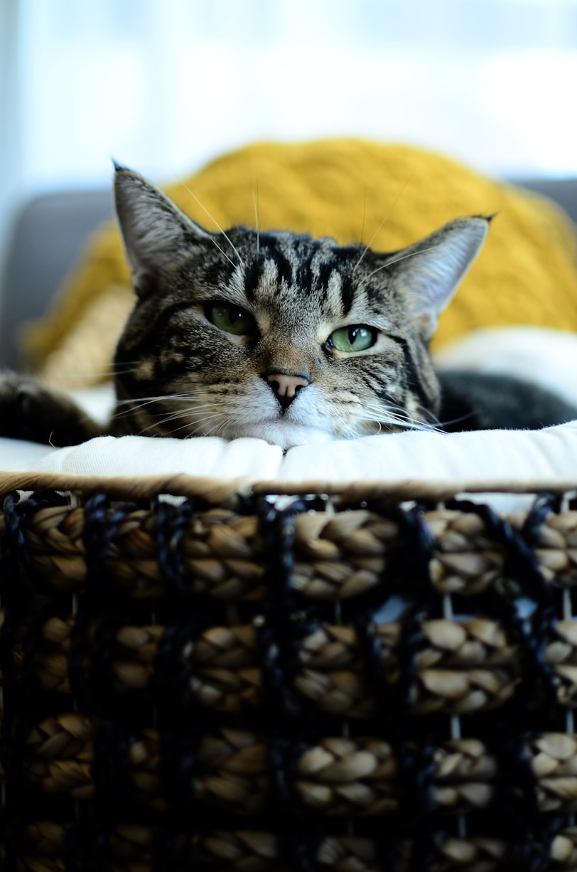 A tabby cat rests in a woven basket.