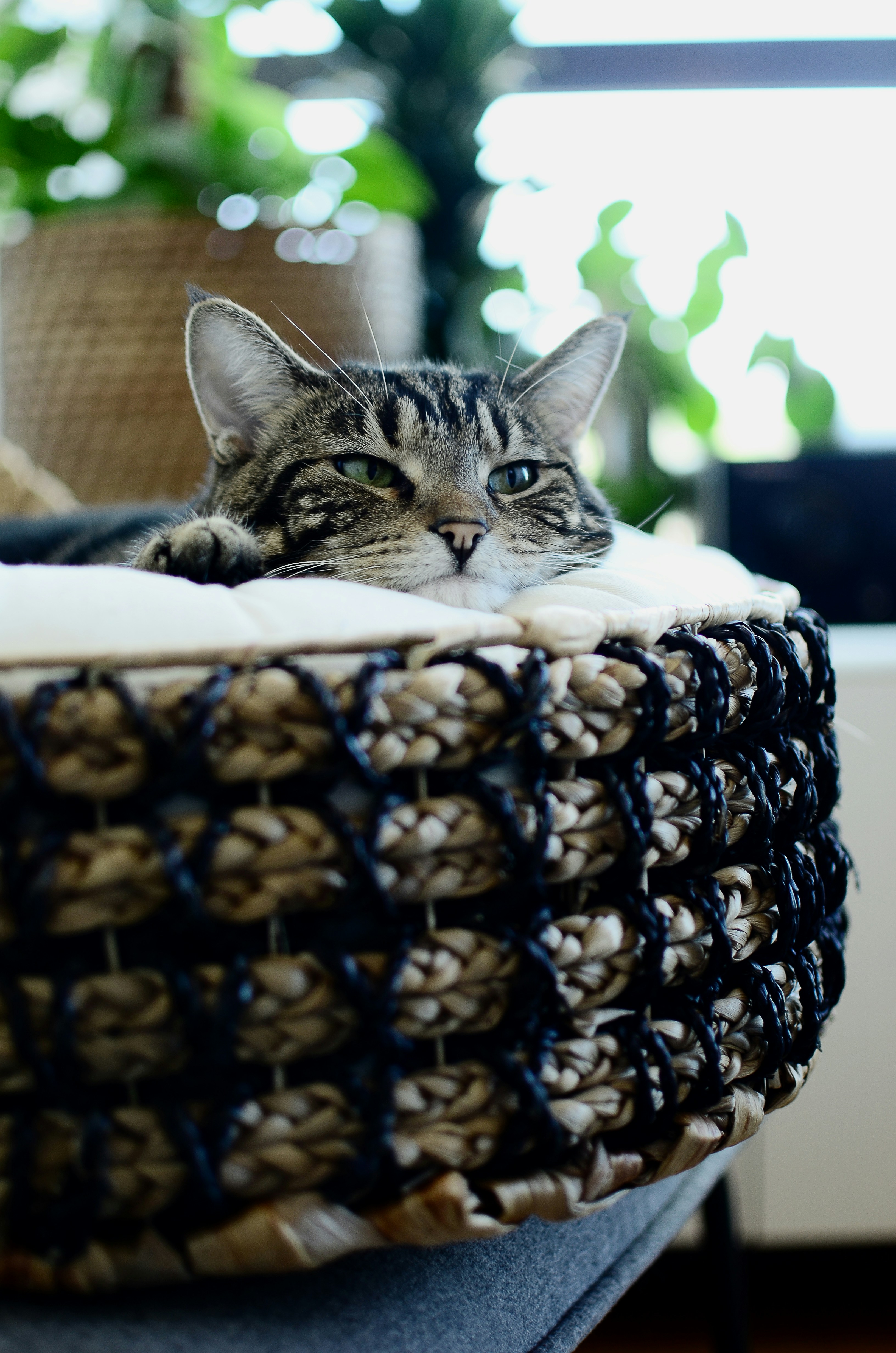 A tabby cat rests in a woven pet bed.