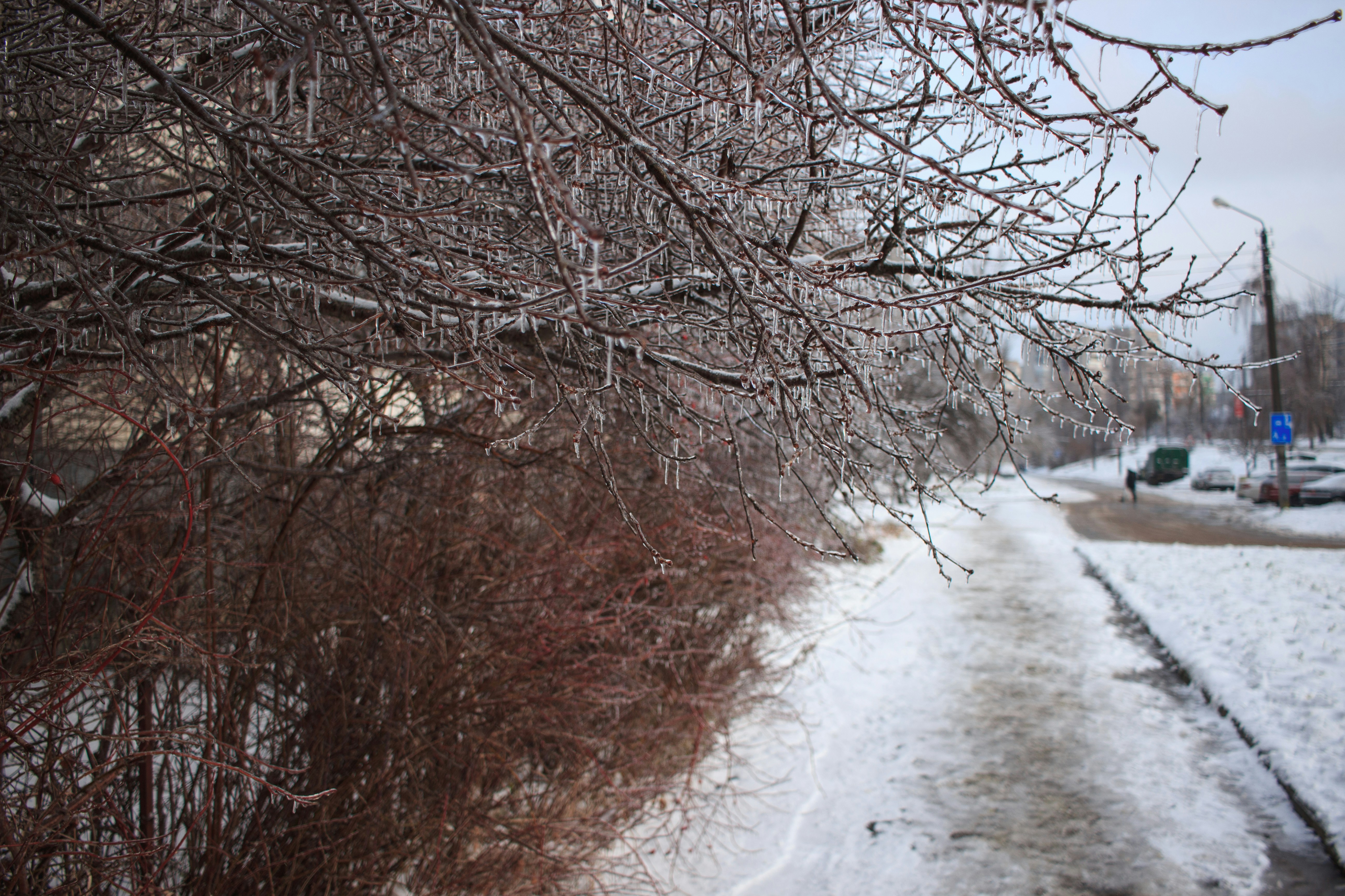 Bare tree branches covered in ice along a snowy path.
