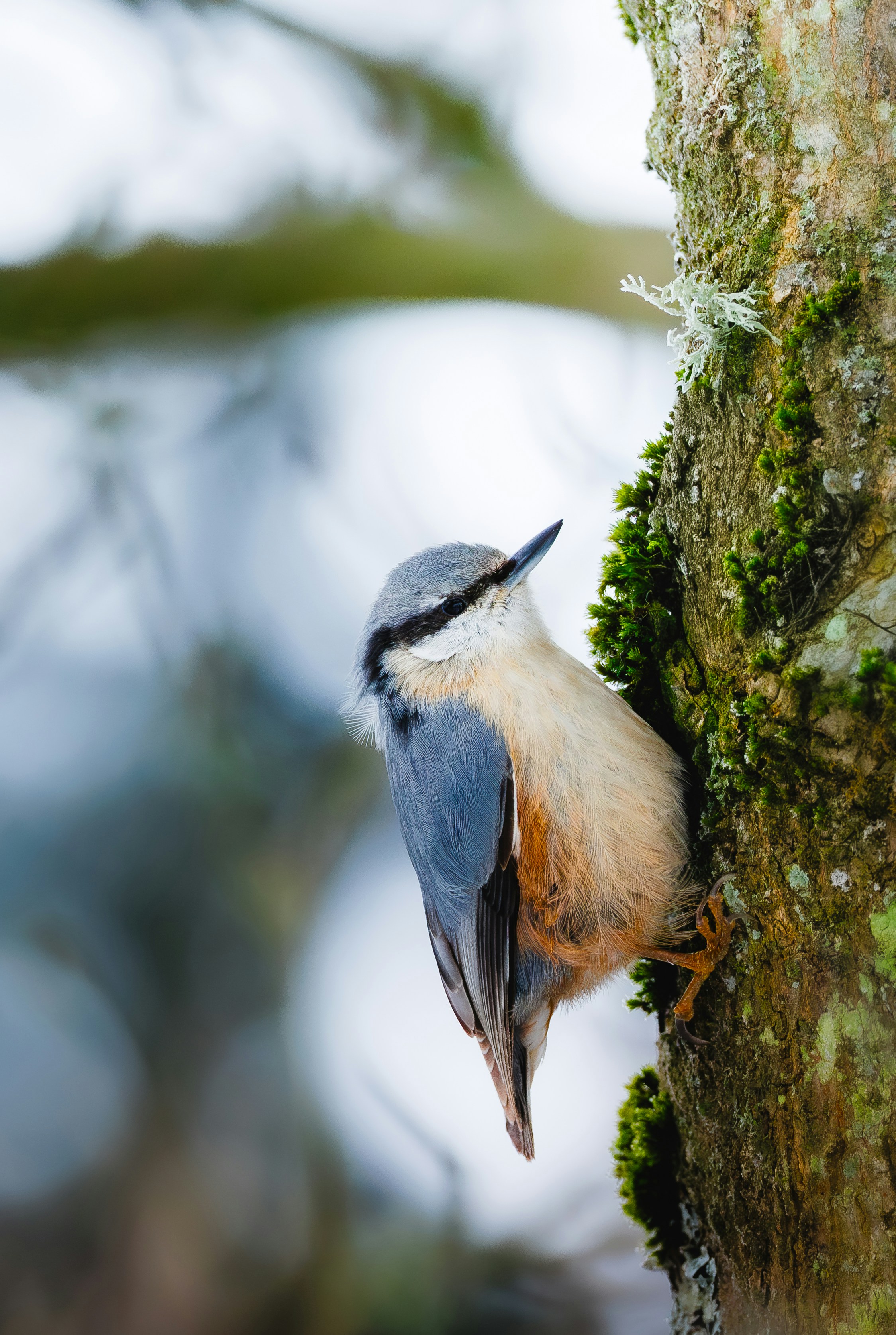 A nuthatch clings to a mossy tree trunk.