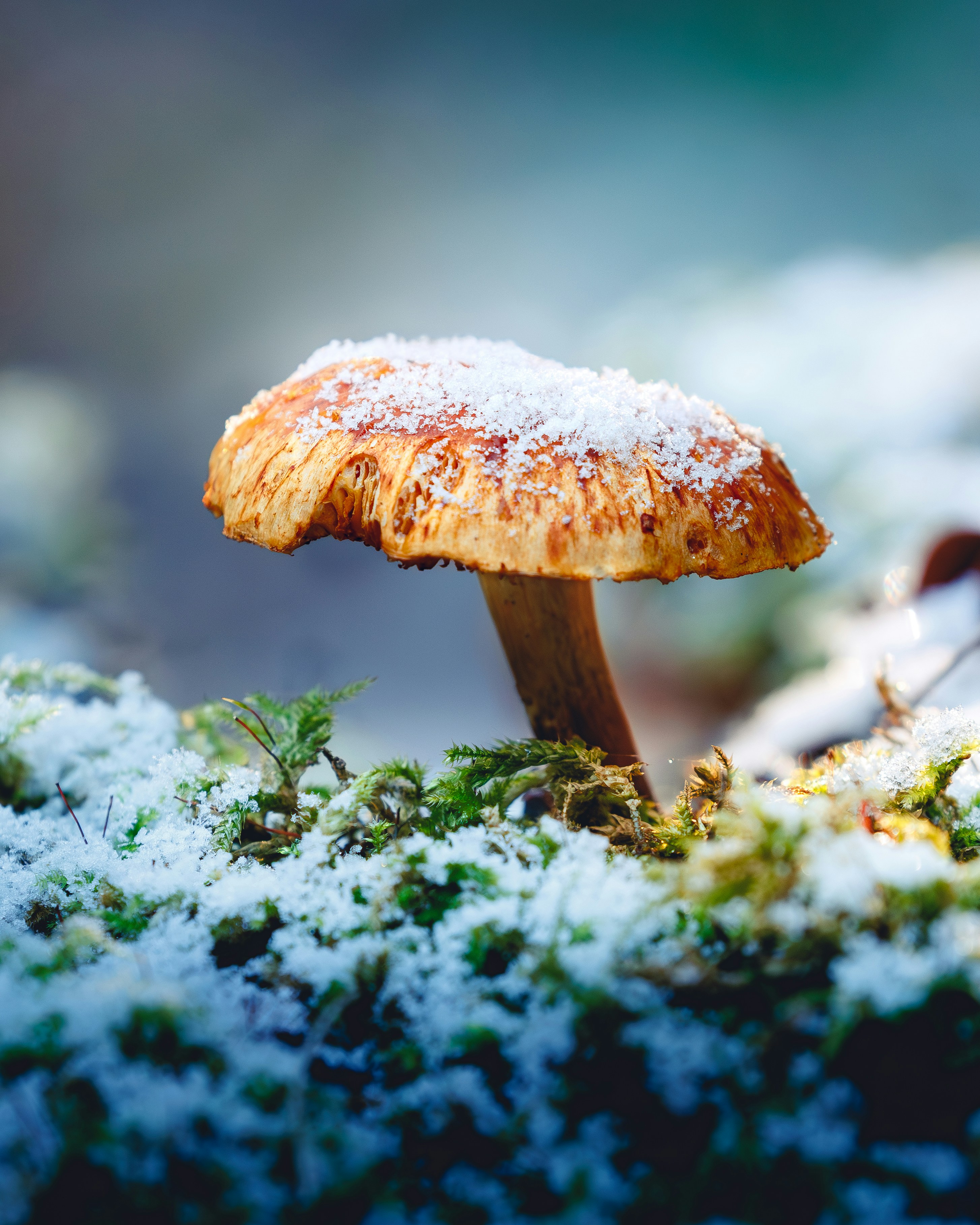 Mushroom with snow on its cap in mossy mossy ground