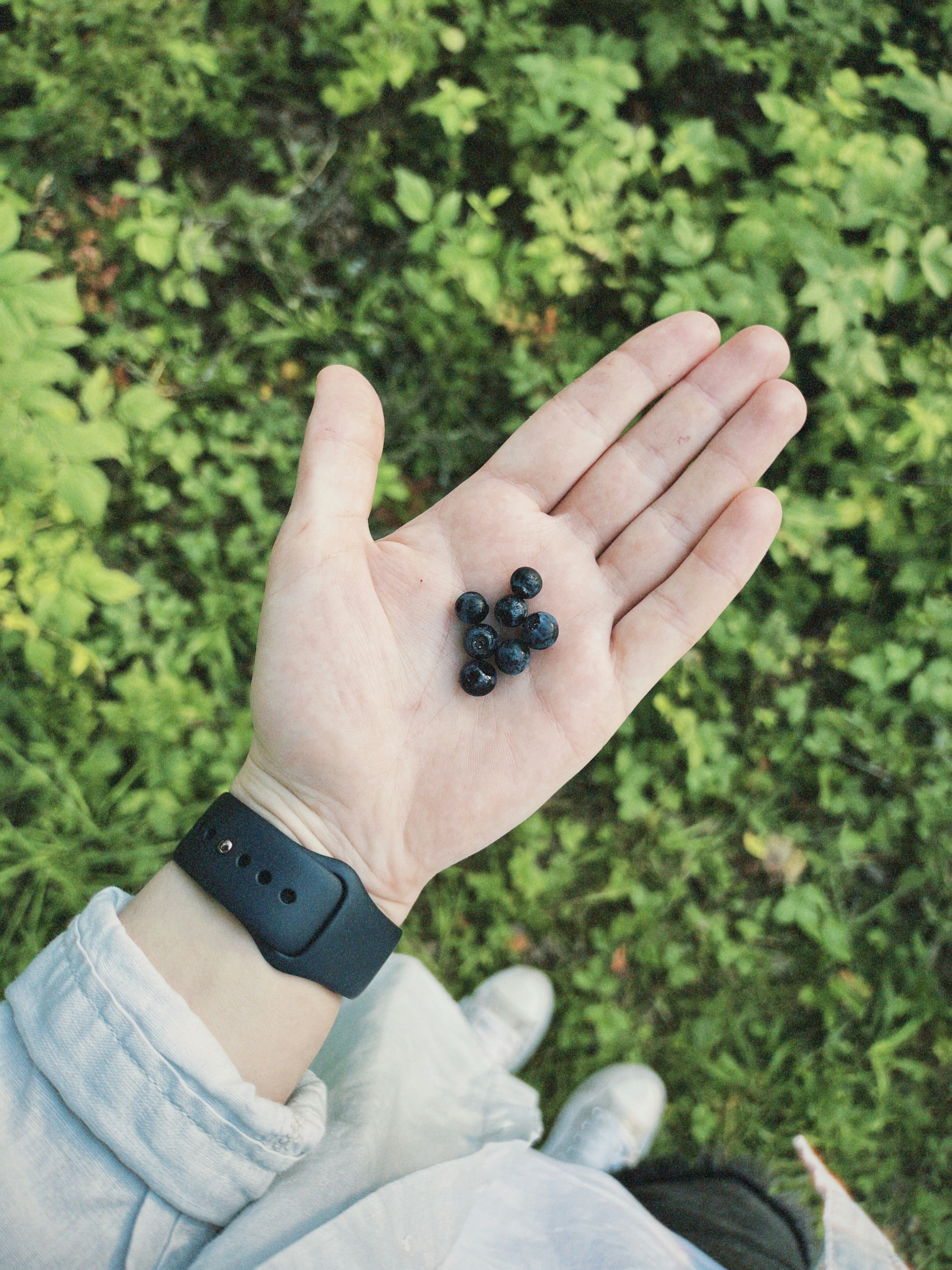Hand holding fresh blueberries with green foliage background