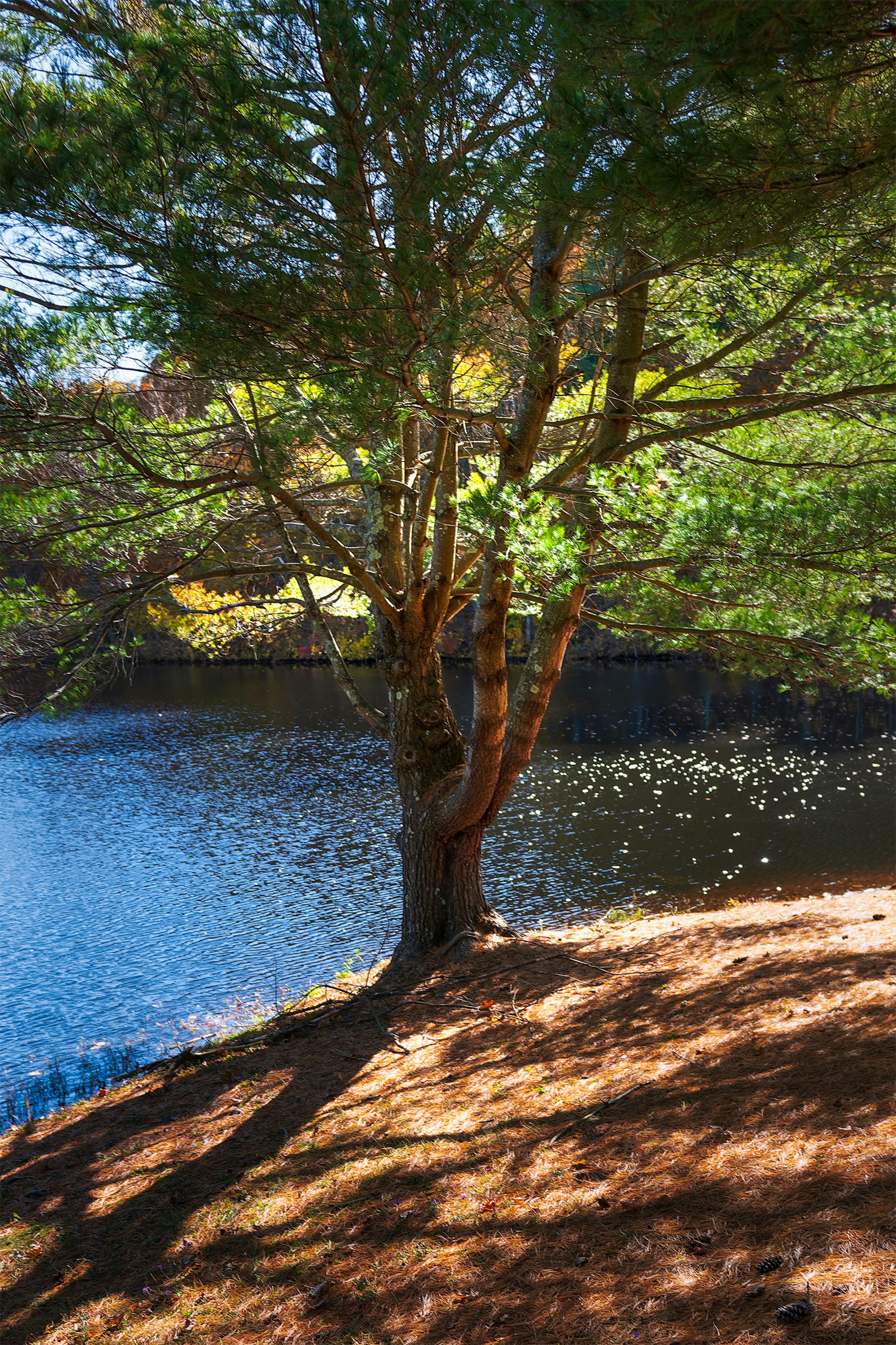 Tree casting shadows on a grassy bank by the water.