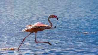 A pink flamingo walks through shallow blue water.