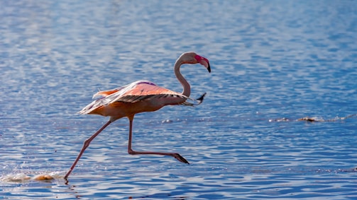 A pink flamingo walks through shallow blue water.