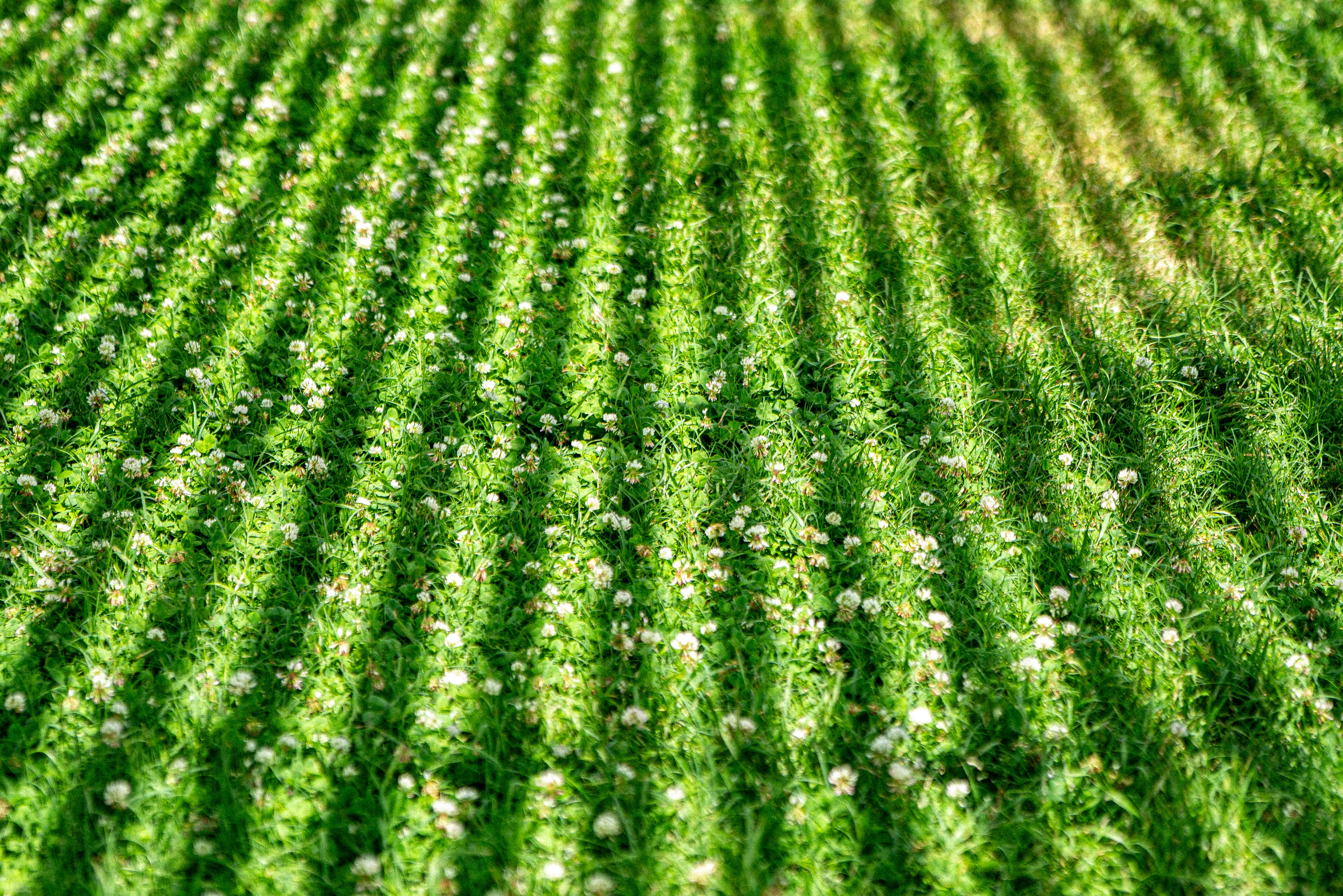 Rows of white flowers in a green field.