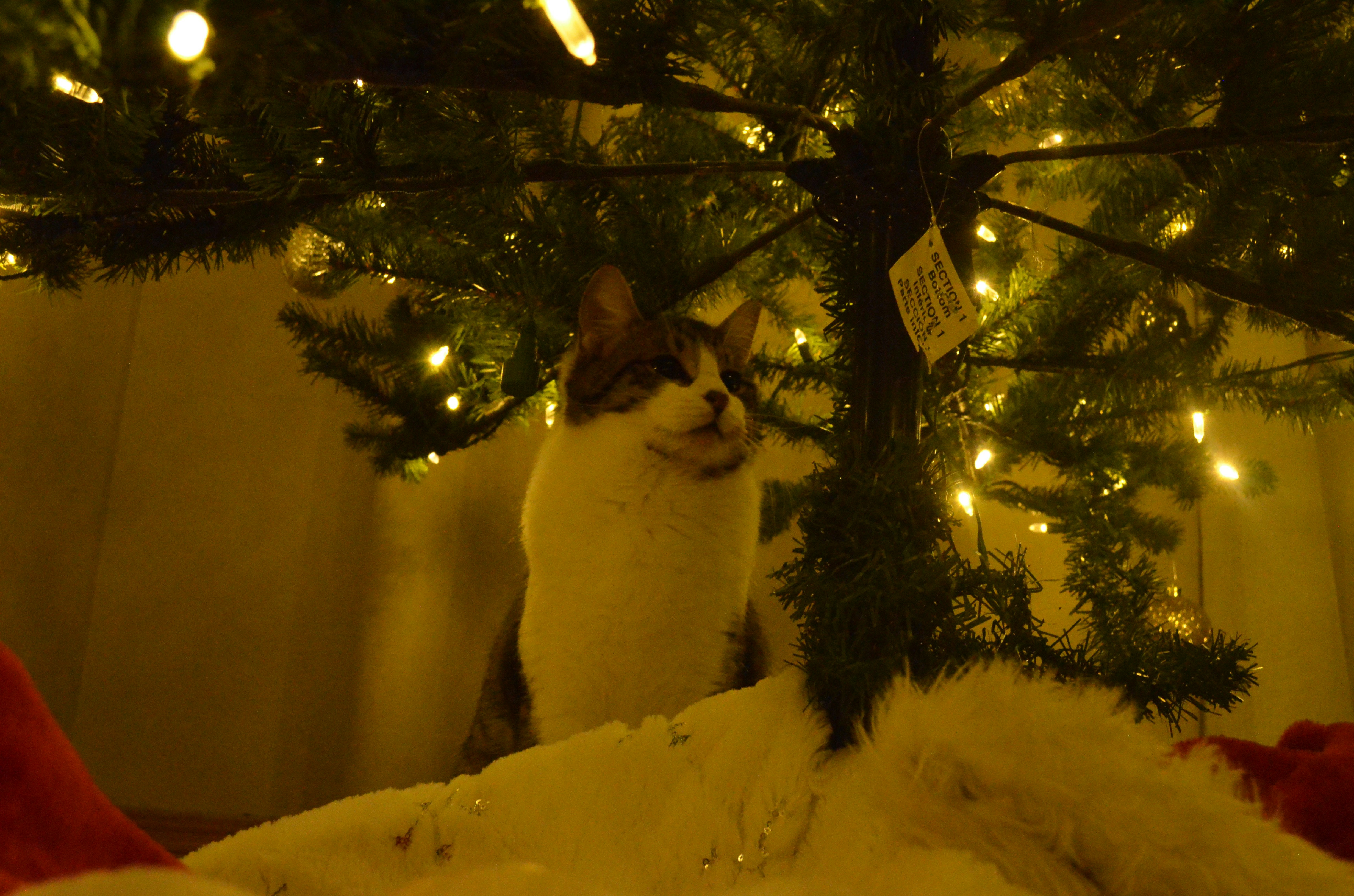 Cat peeking out from under a christmas tree.