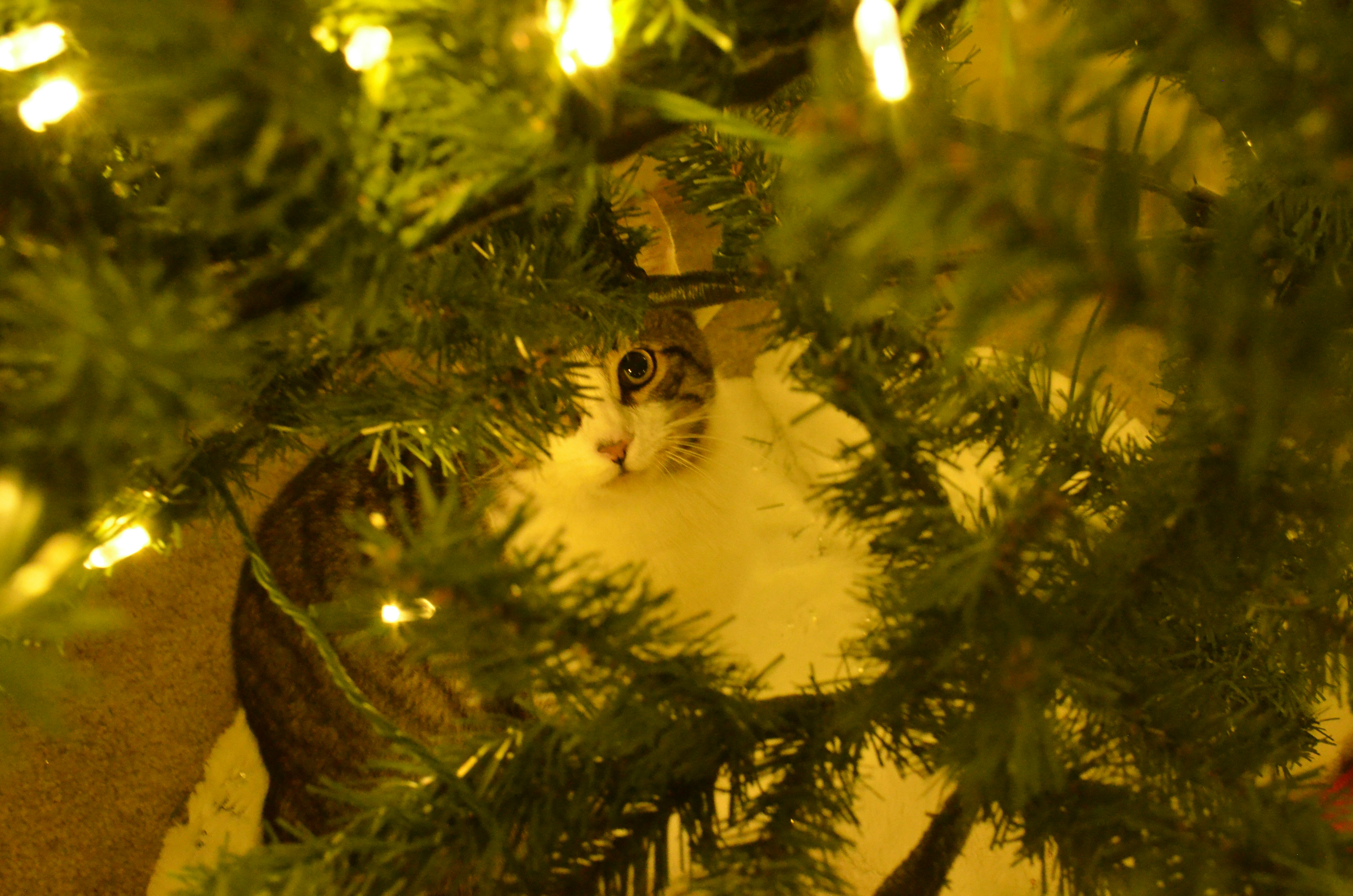 Cat peeking through christmas tree branches
