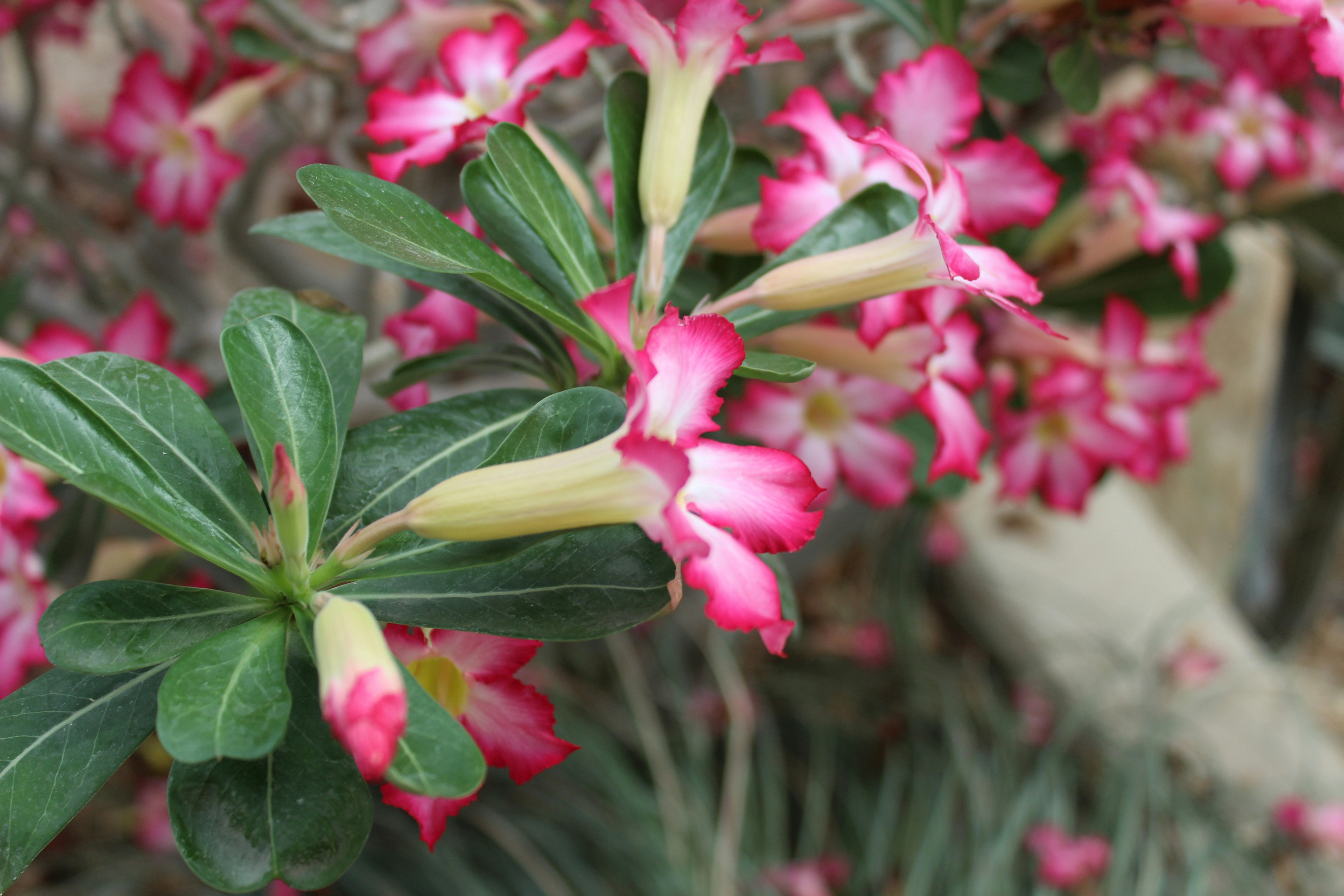 Photo by armadillomike