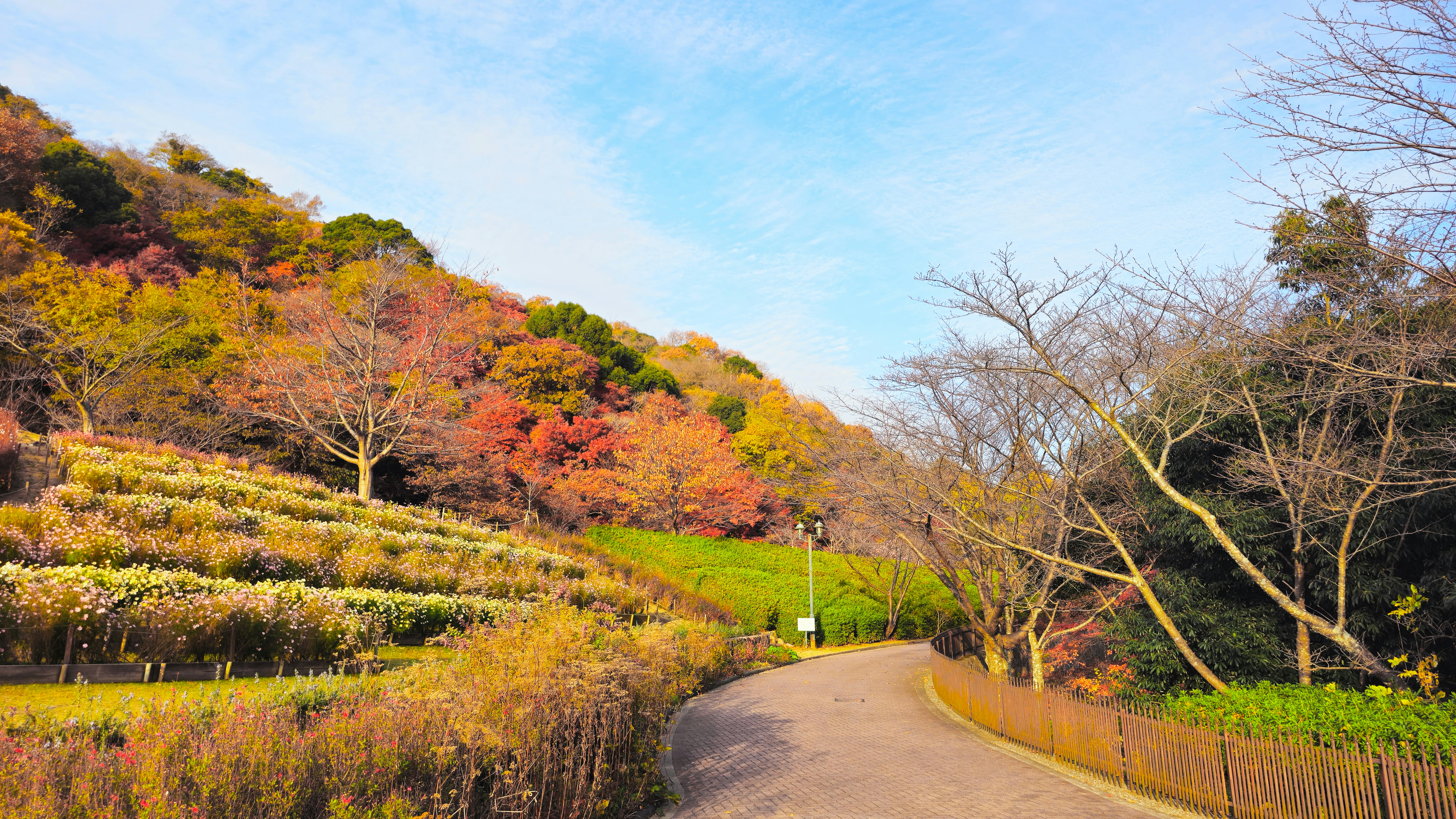 A winding path through a park with autumn foliage photo – Free Forest ...
