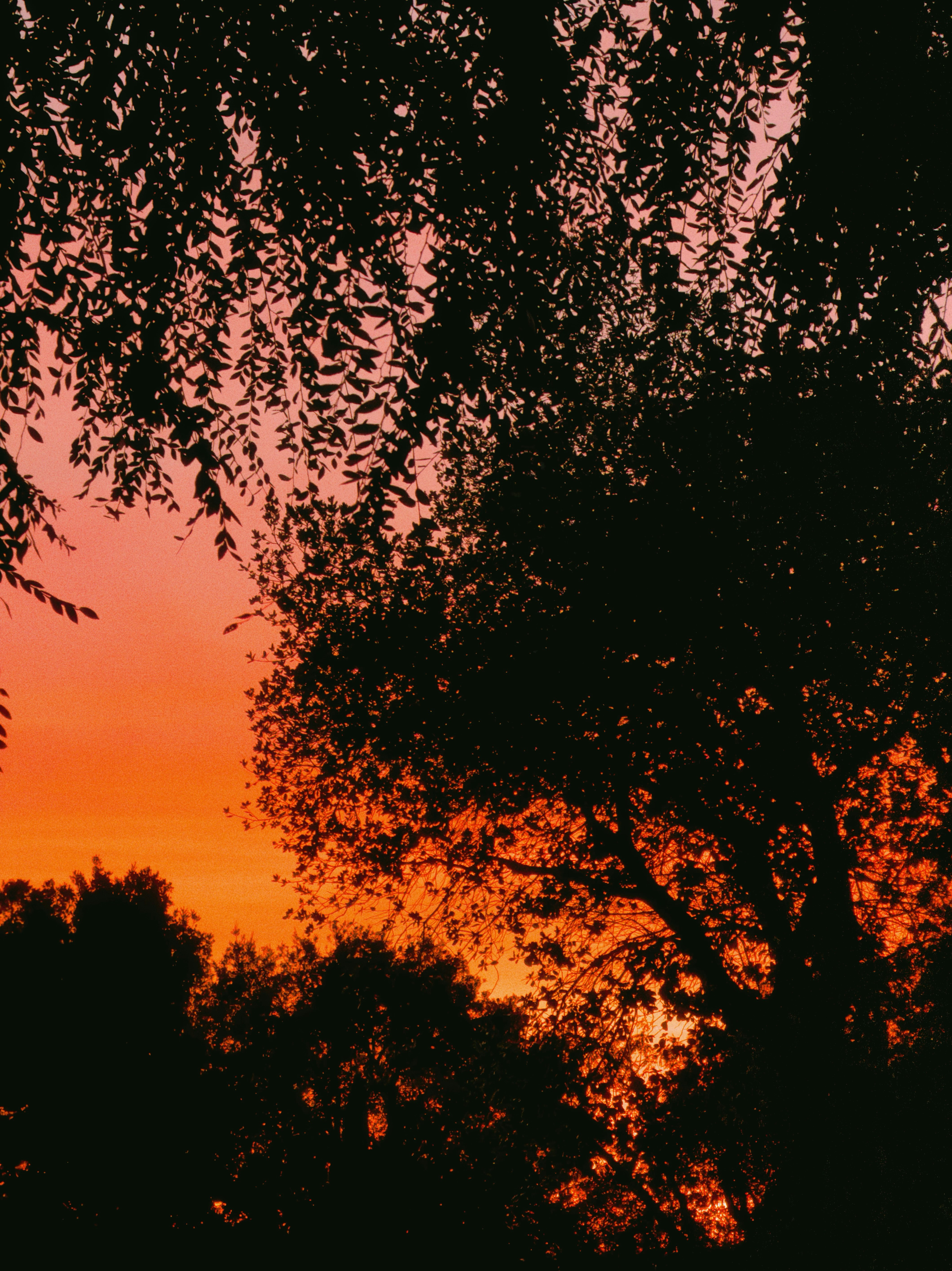 Silhouetted trees against a vibrant sunset sky