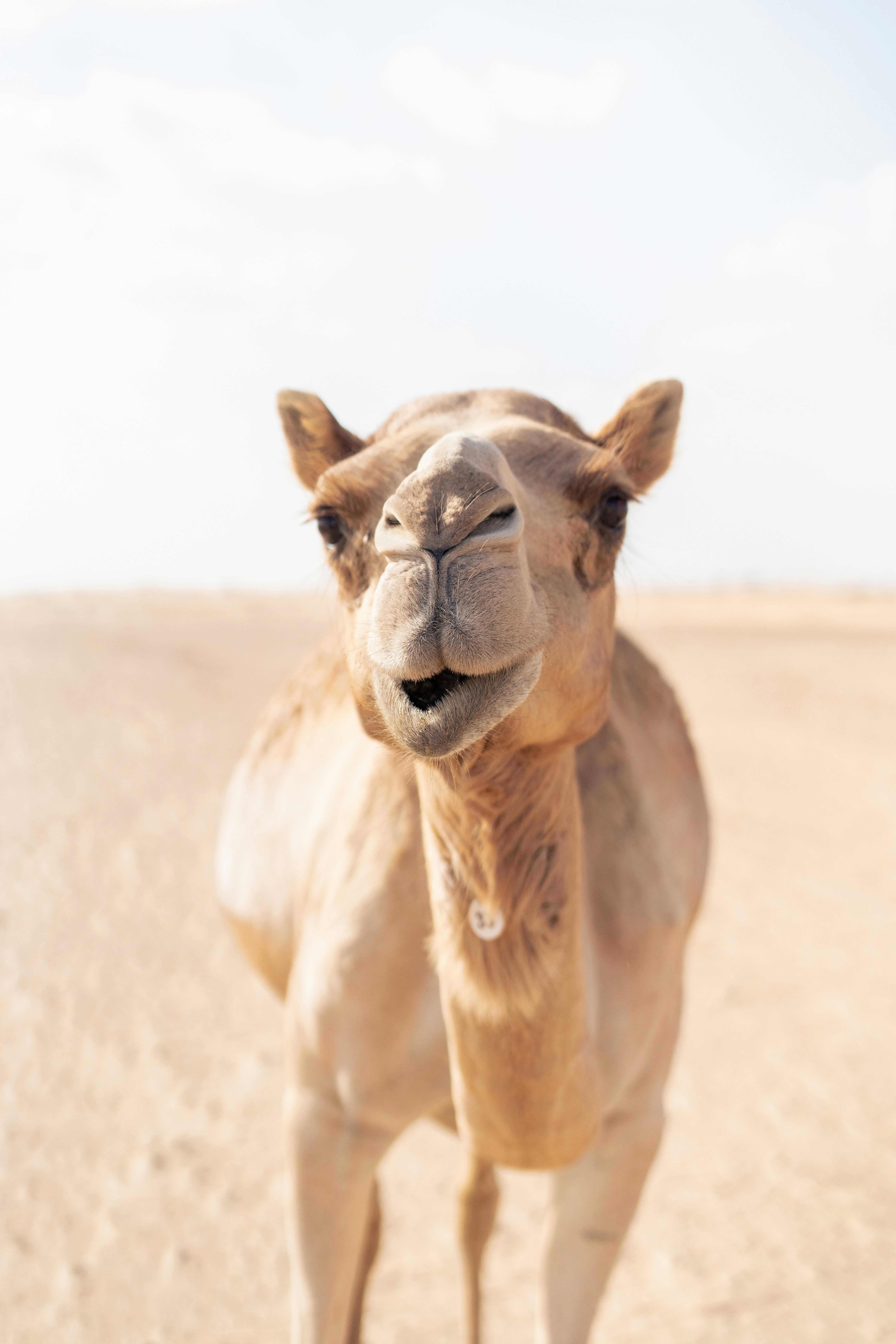 A camel stands in a desert landscape