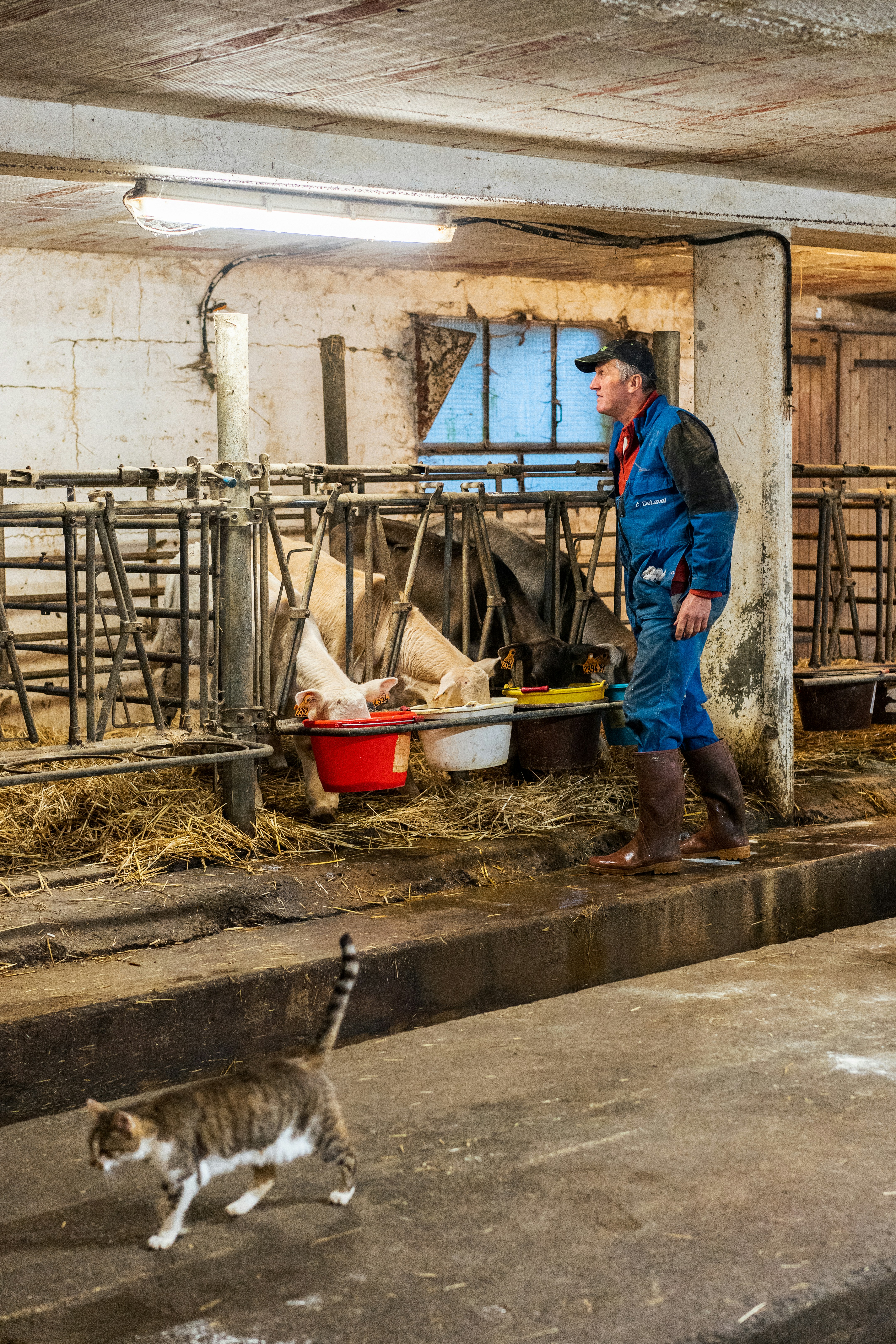 Farmer in barn with cows and cat