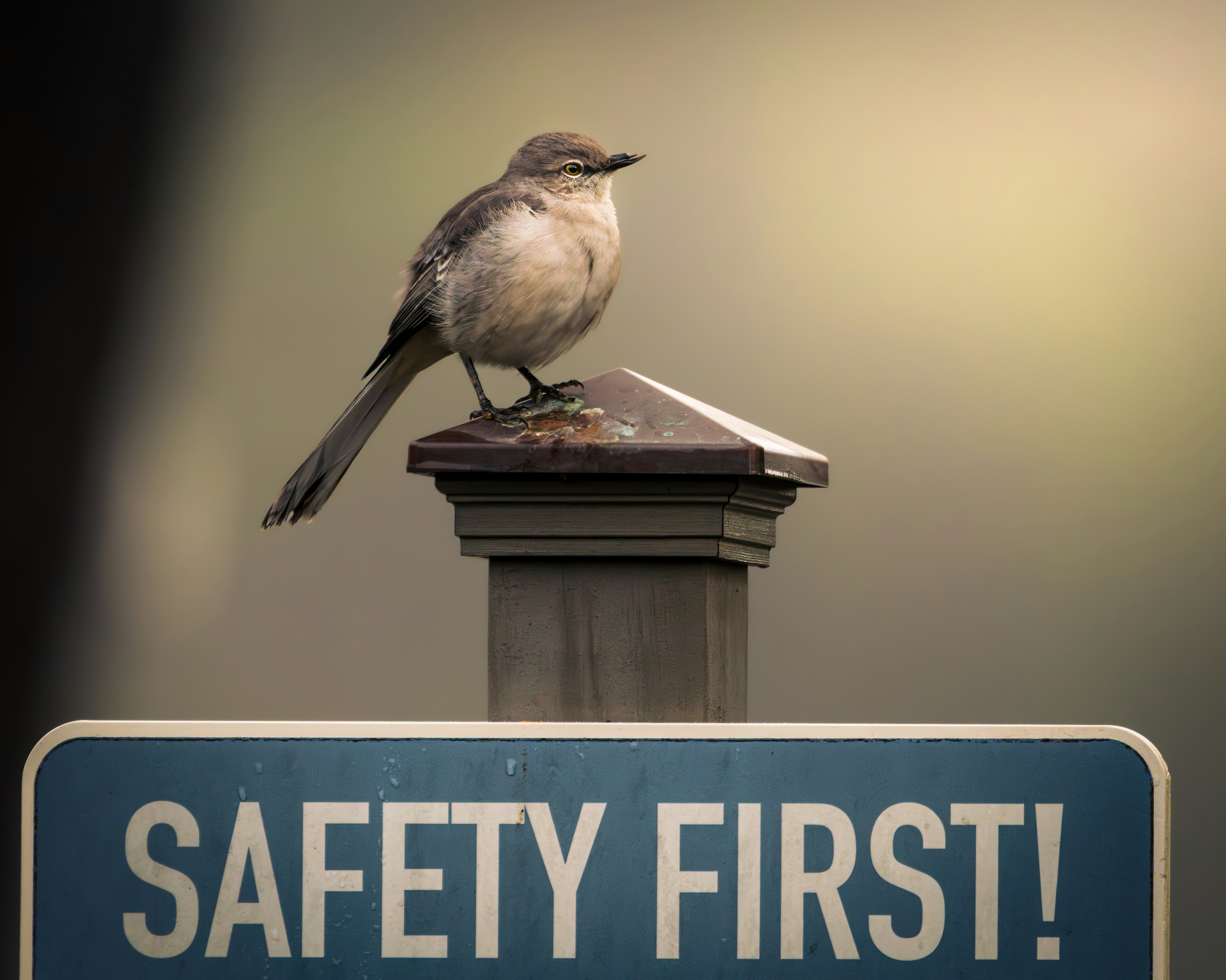 A bird perched on a post above a safety sign