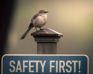 A bird perched on a post above a safety sign