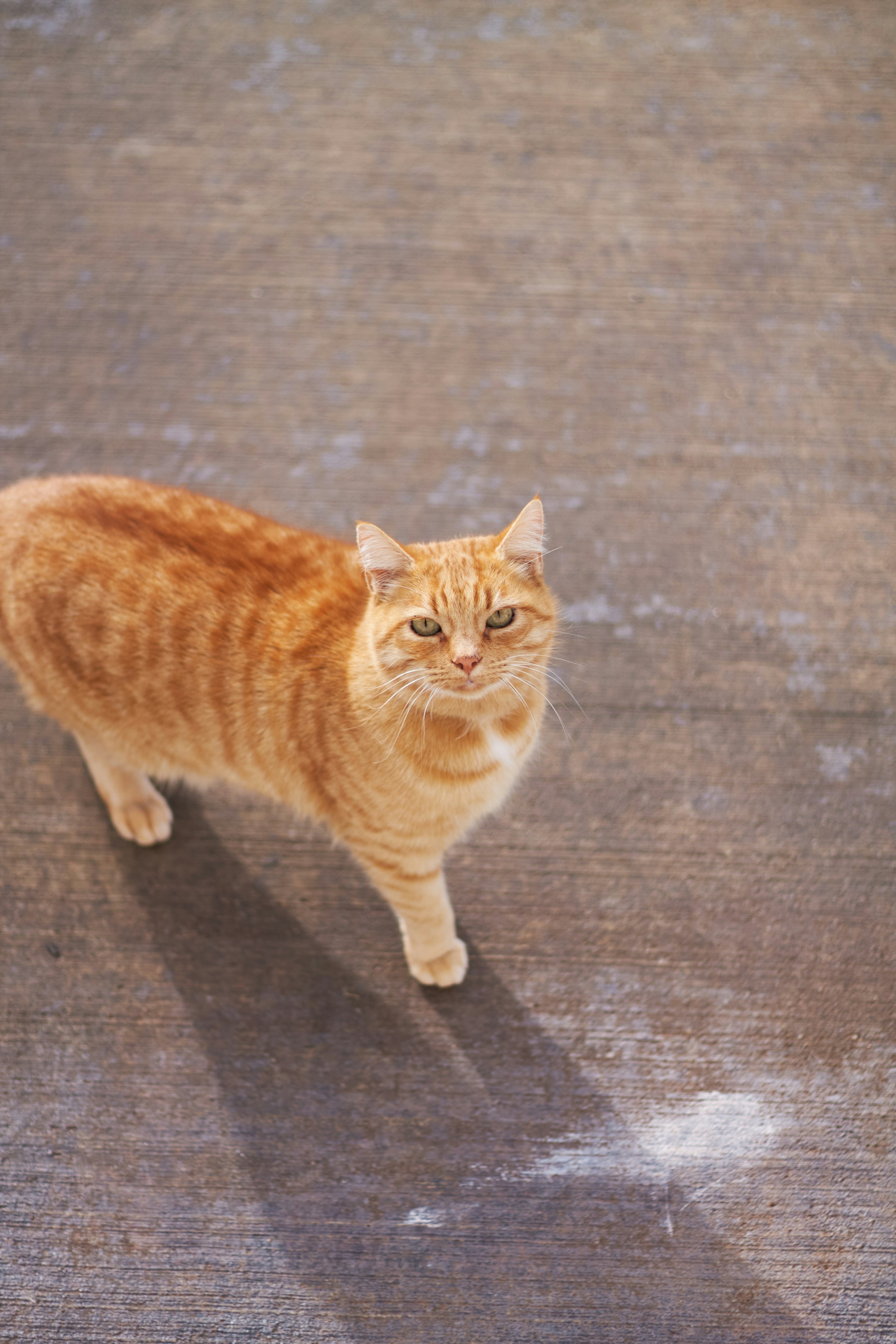 An orange tabby cat walks on a concrete surface.