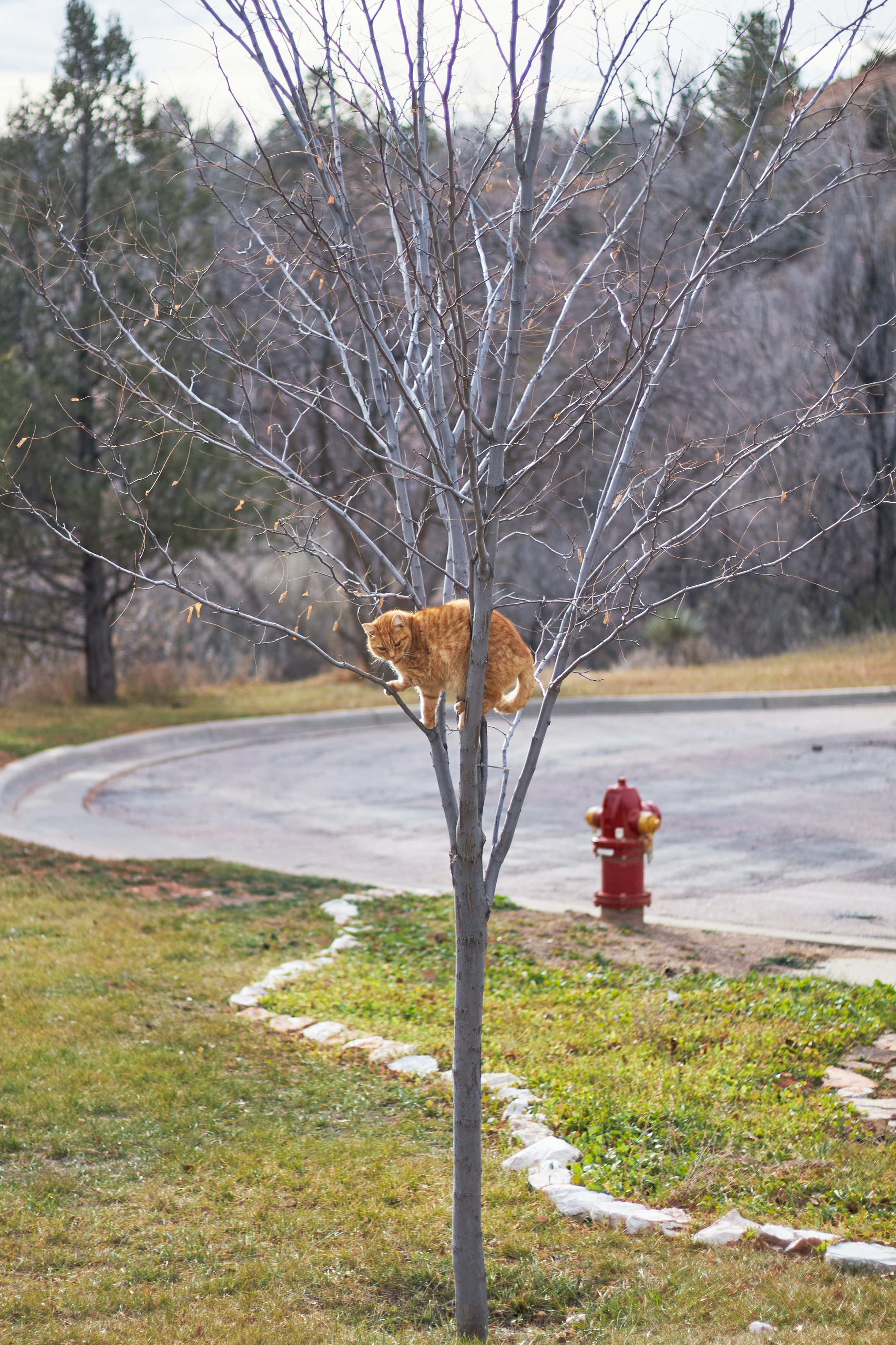 An orange cat sits on a bare tree branch.