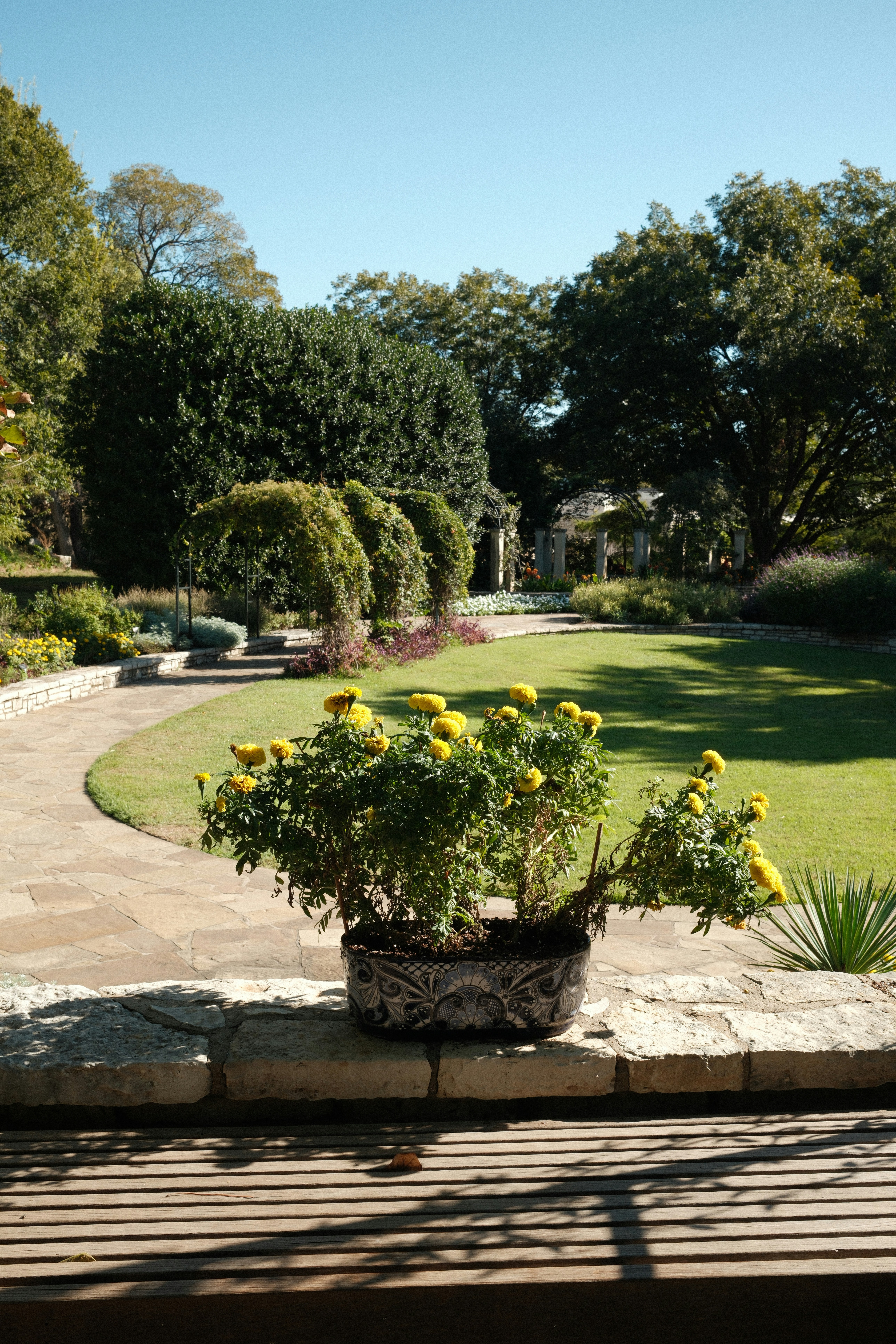 Fleurs jaunes dans un pot dans un jardin.