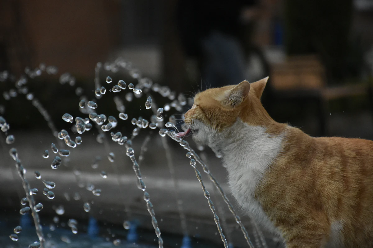 Fontaine à eau pour chat : pourquoi et laquelle choisir