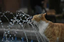 Cat drinking from water fountain