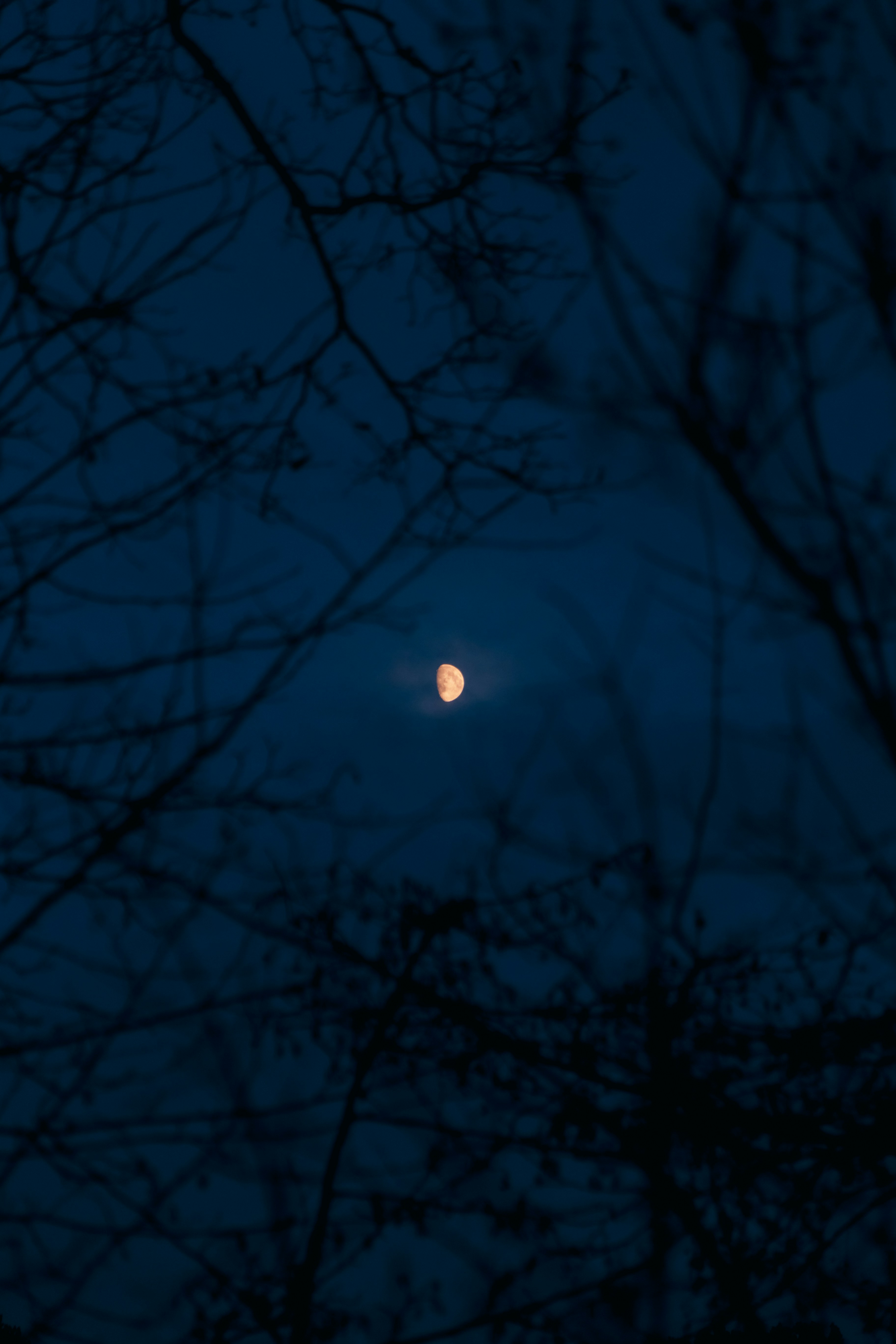Half moon visible through silhouetted tree branches at night