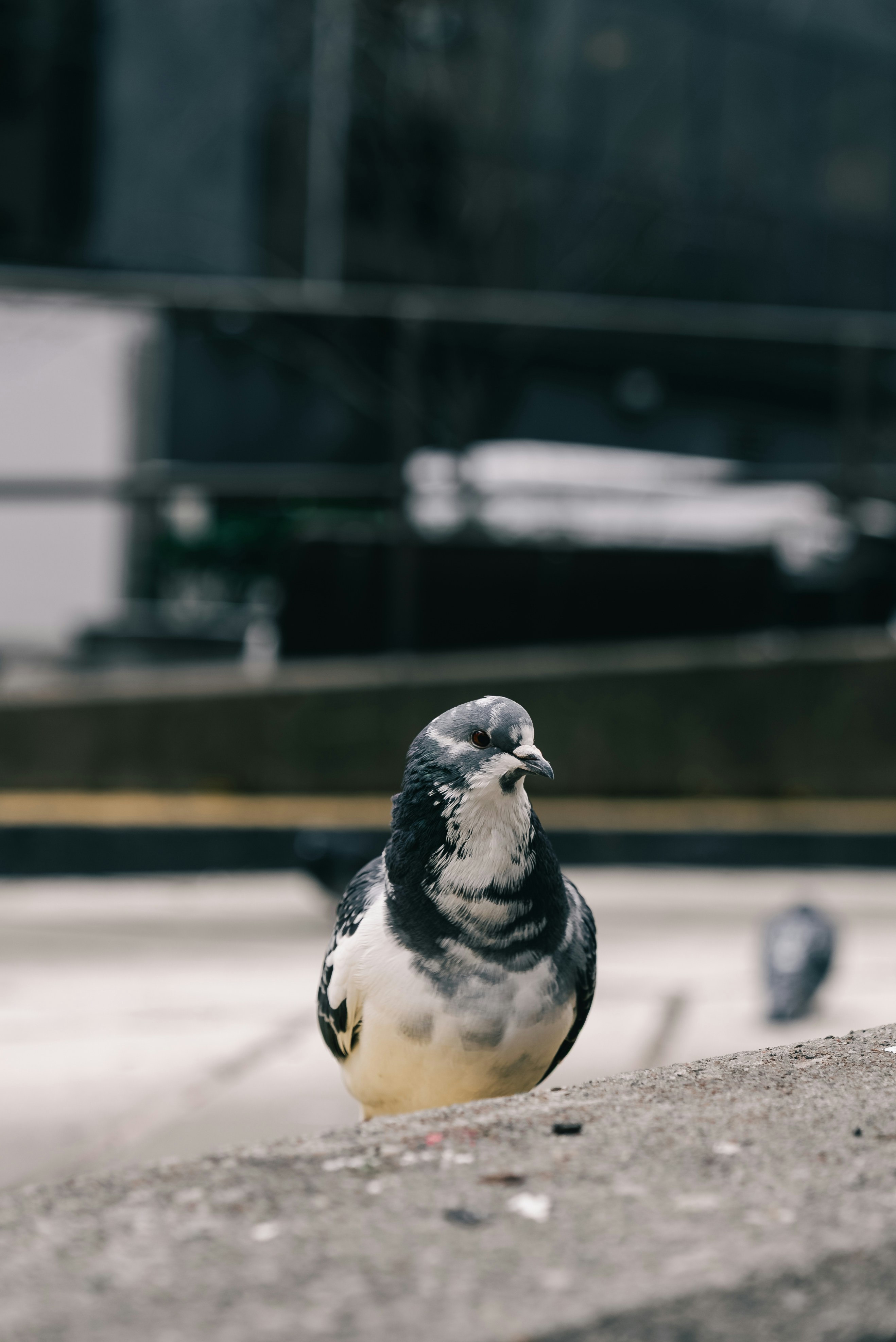 Un pigeon perché sur une corniche en béton