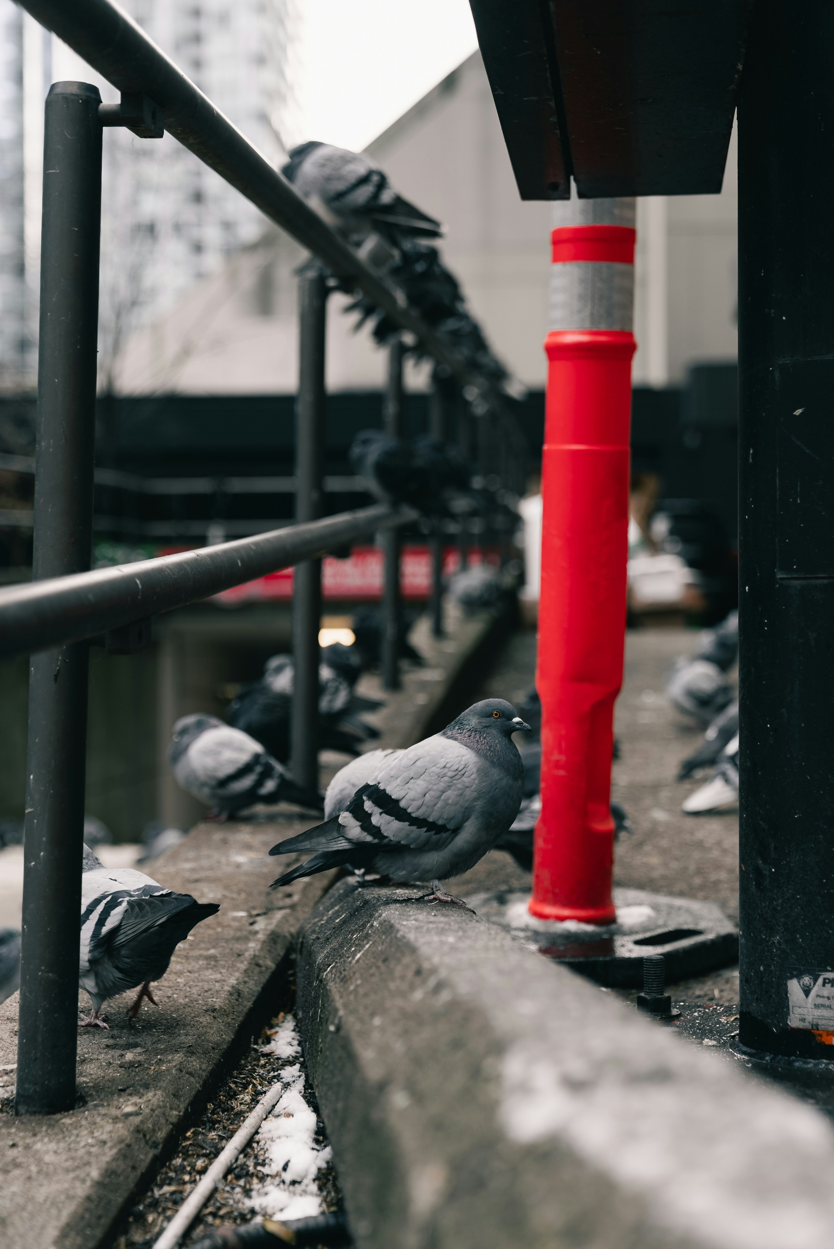 Pigeons perched on a railing with a red pole.