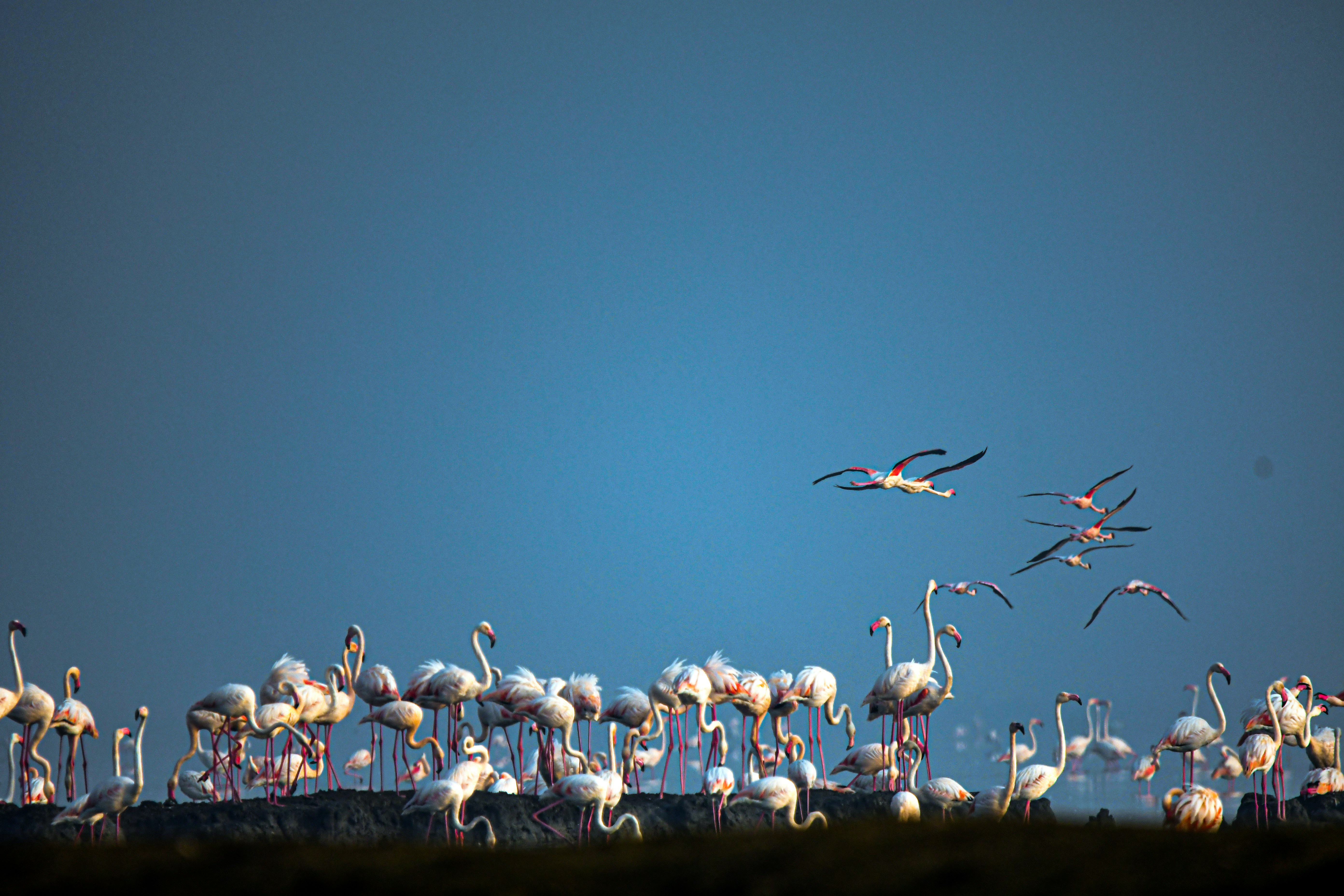 Best Time to See Flamingo Migration Sabkhat al-Jabbul Syria Guide 2026