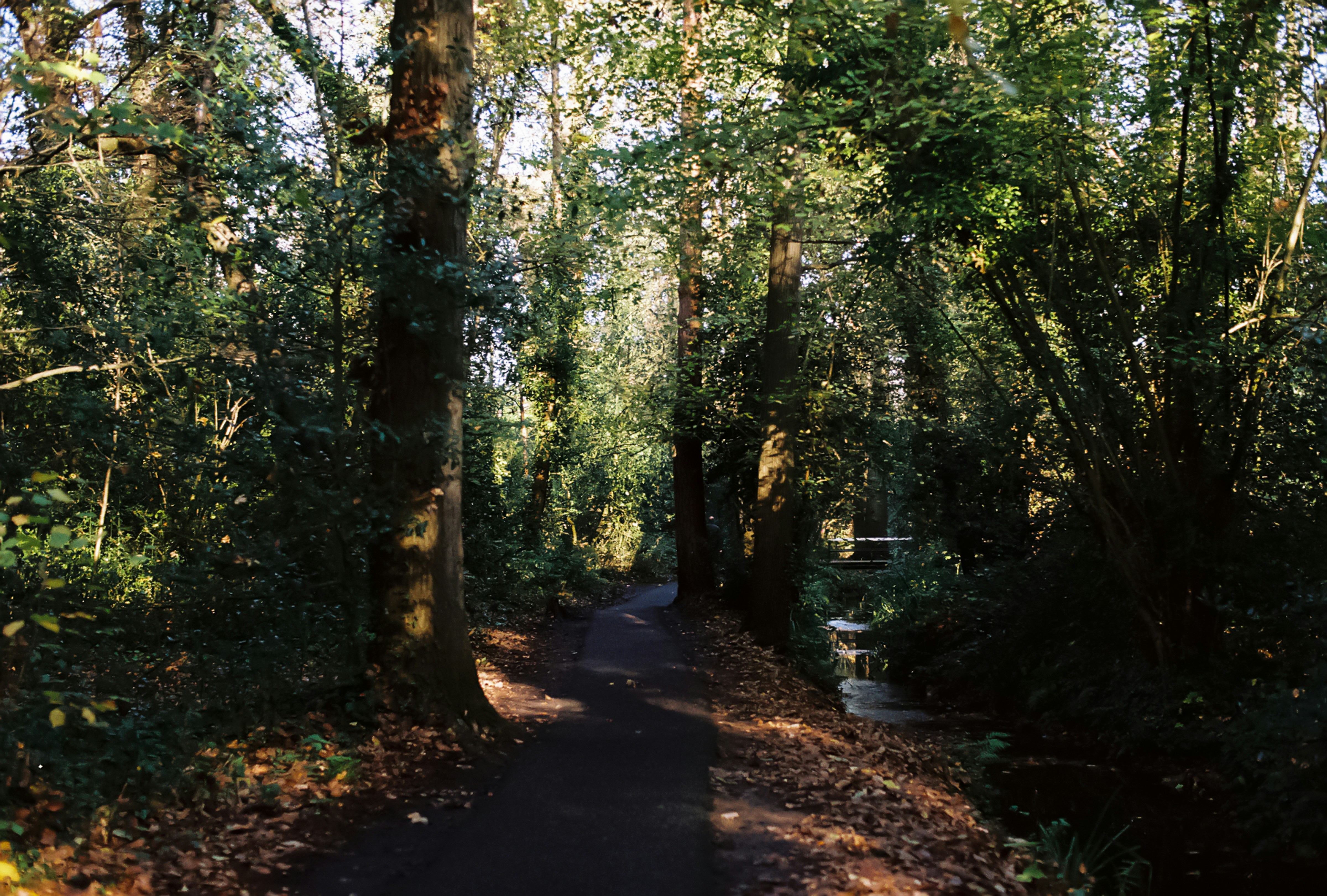 A shaded path through a lush green forest