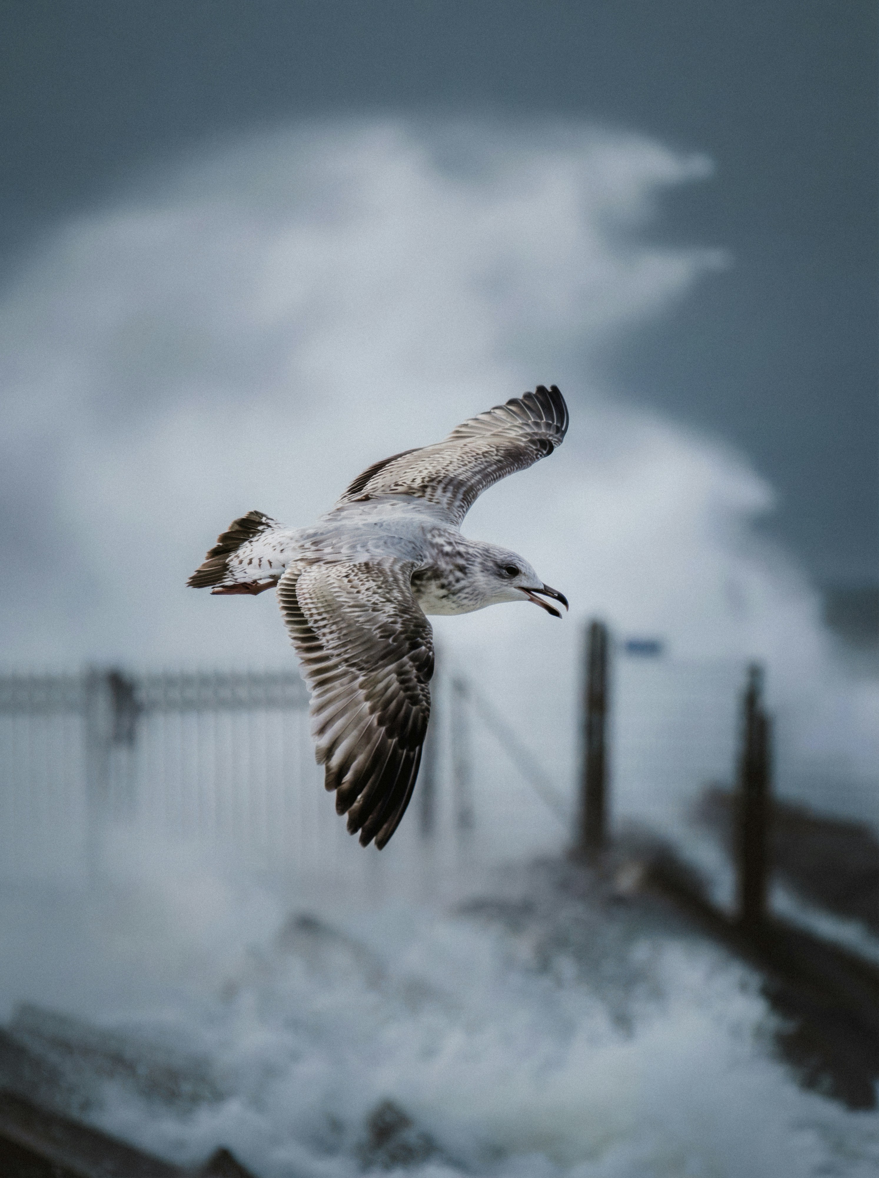 A seagull flies over a stormy sea.