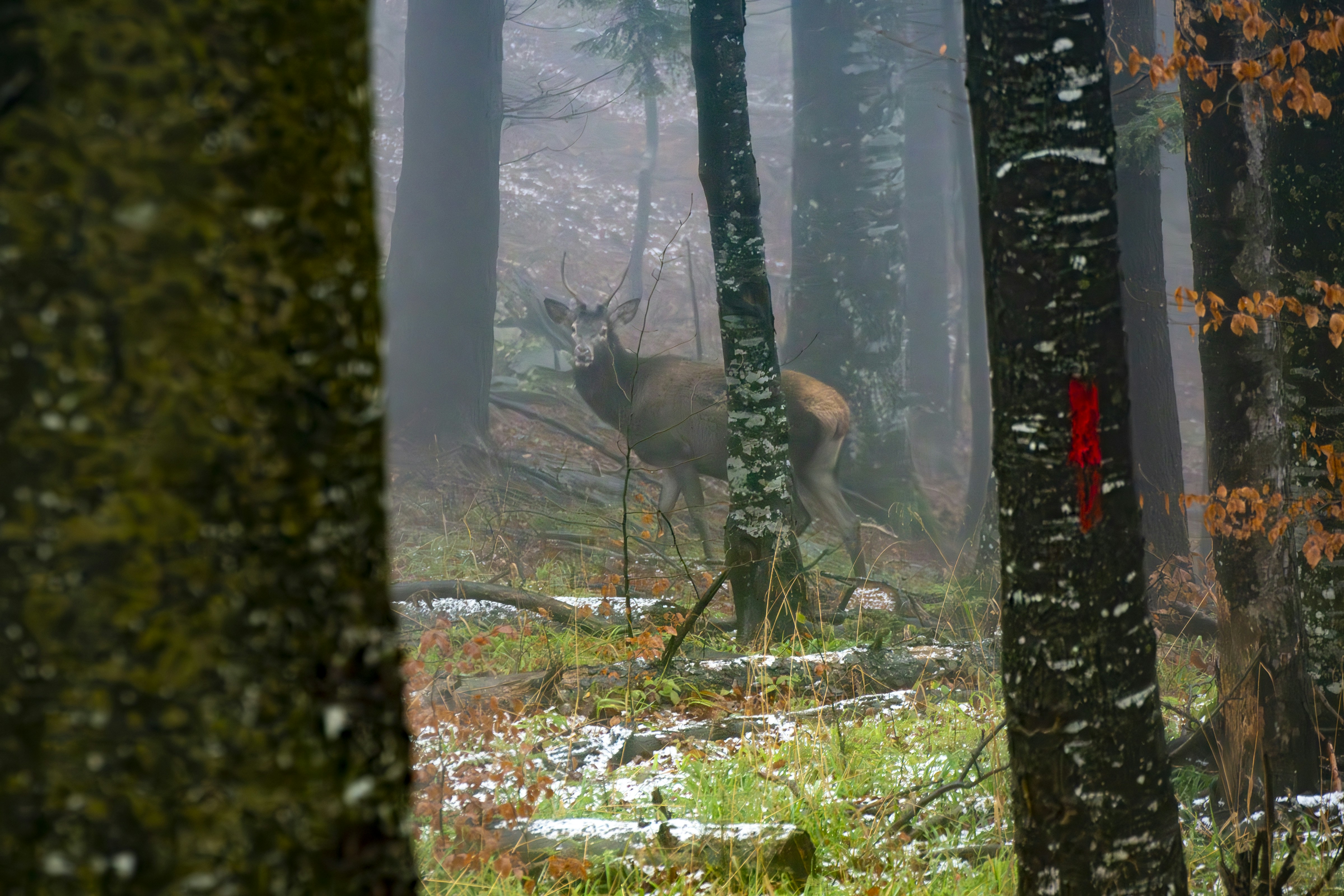 deer-in-a-misty-forest