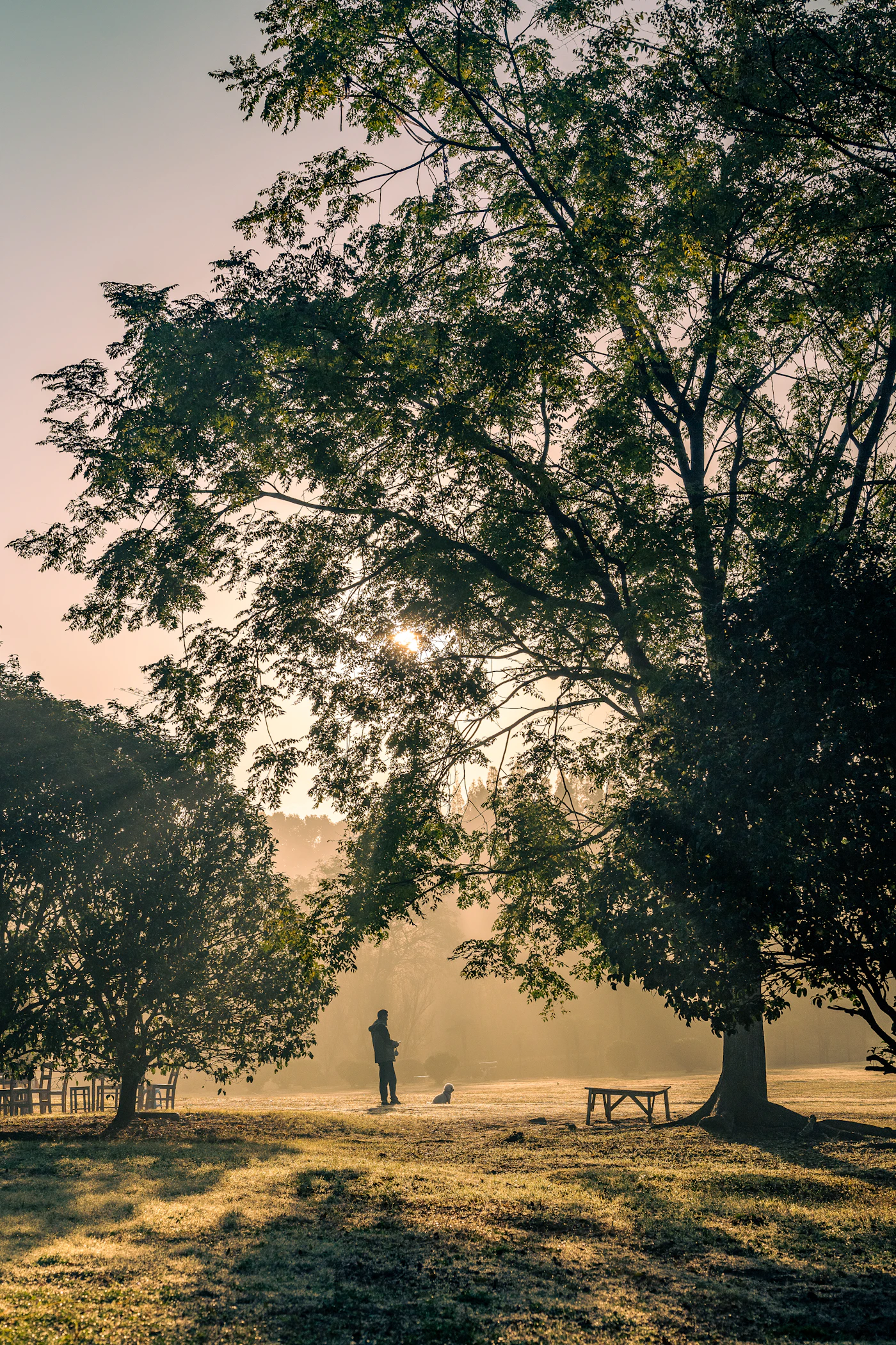 A person walking a calm dog along a quiet path through a misty park at sunrise