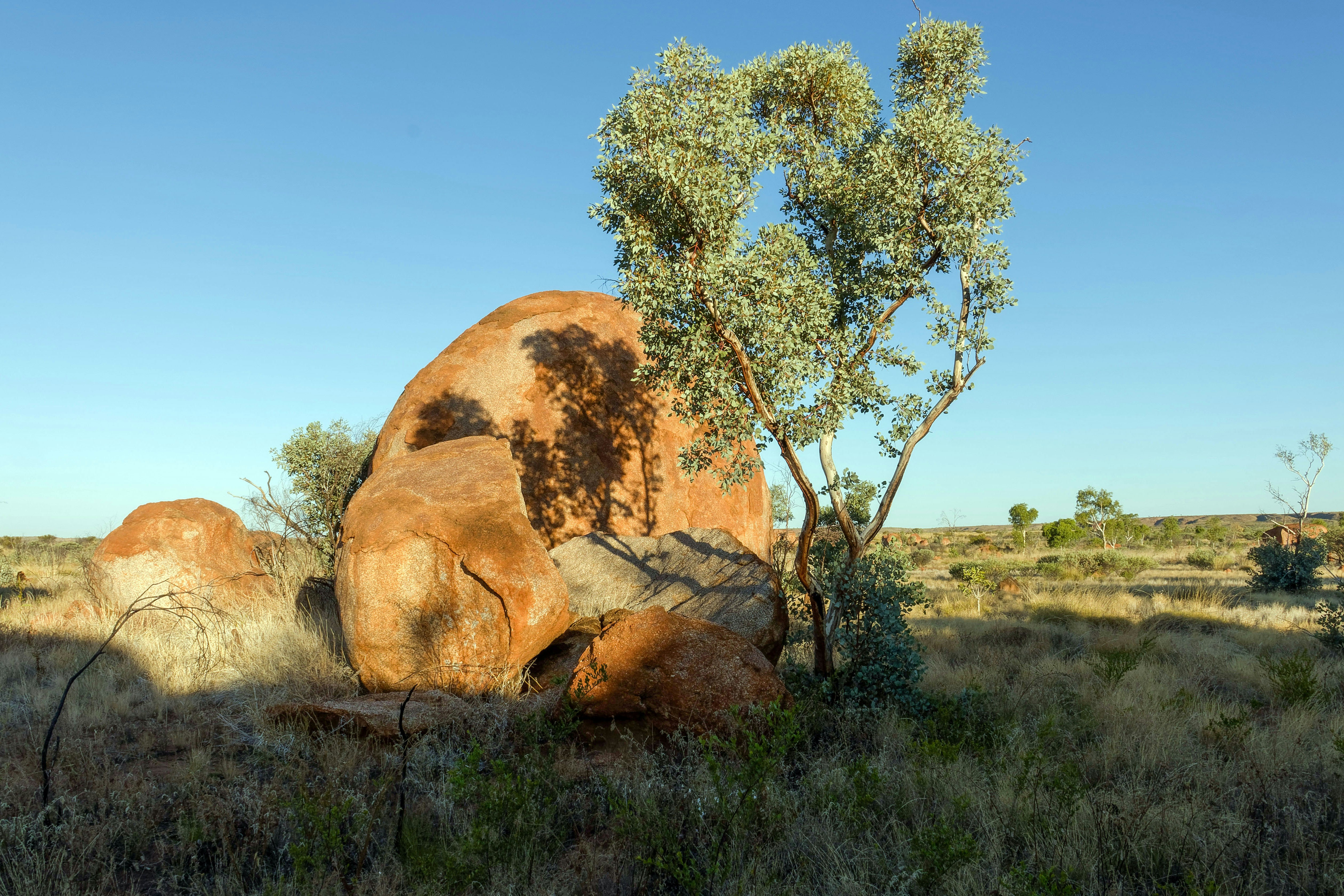 Large boulder and tree in a dry, grassy landscape.