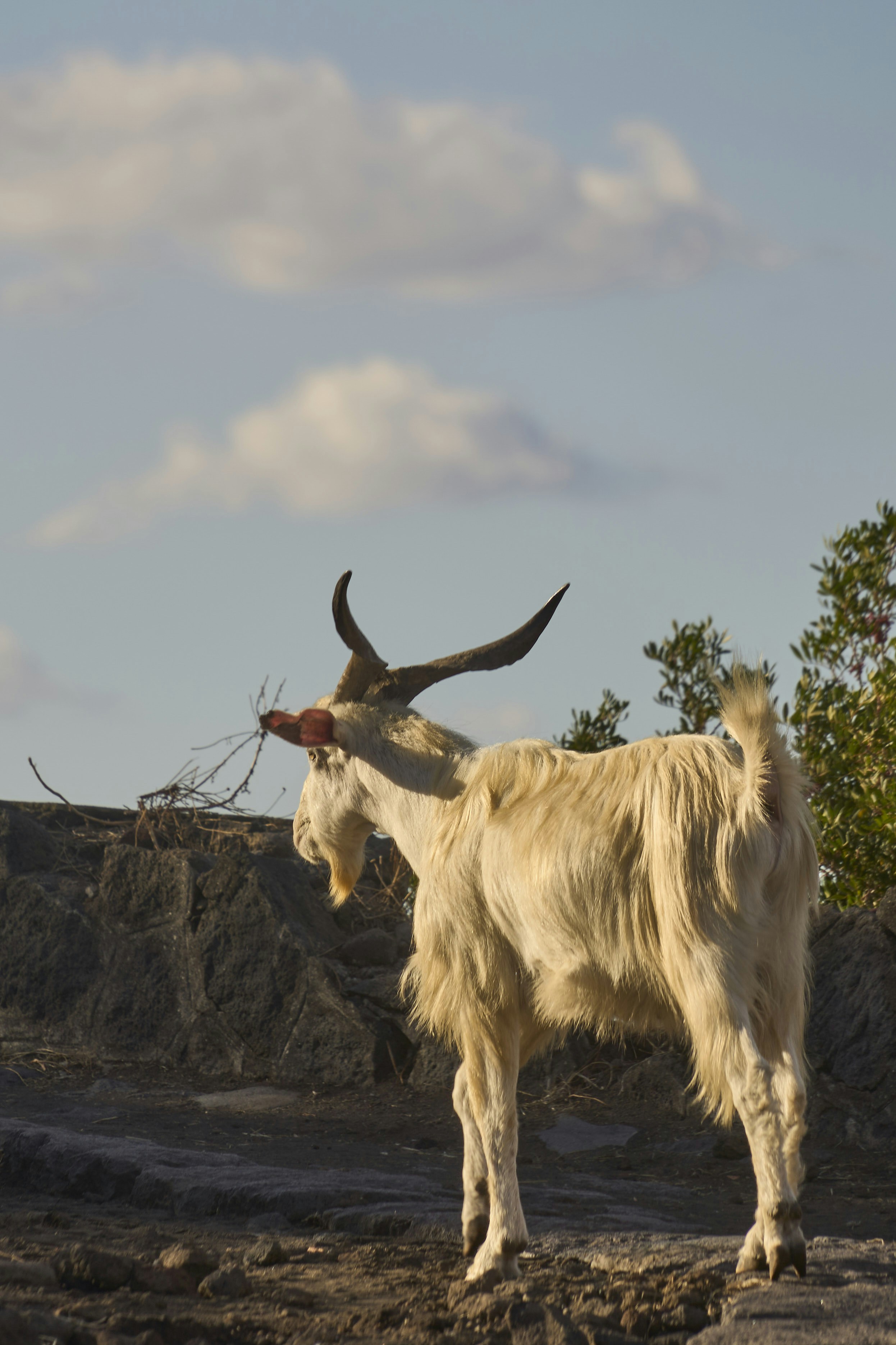 A white goat with large horns eats branches.