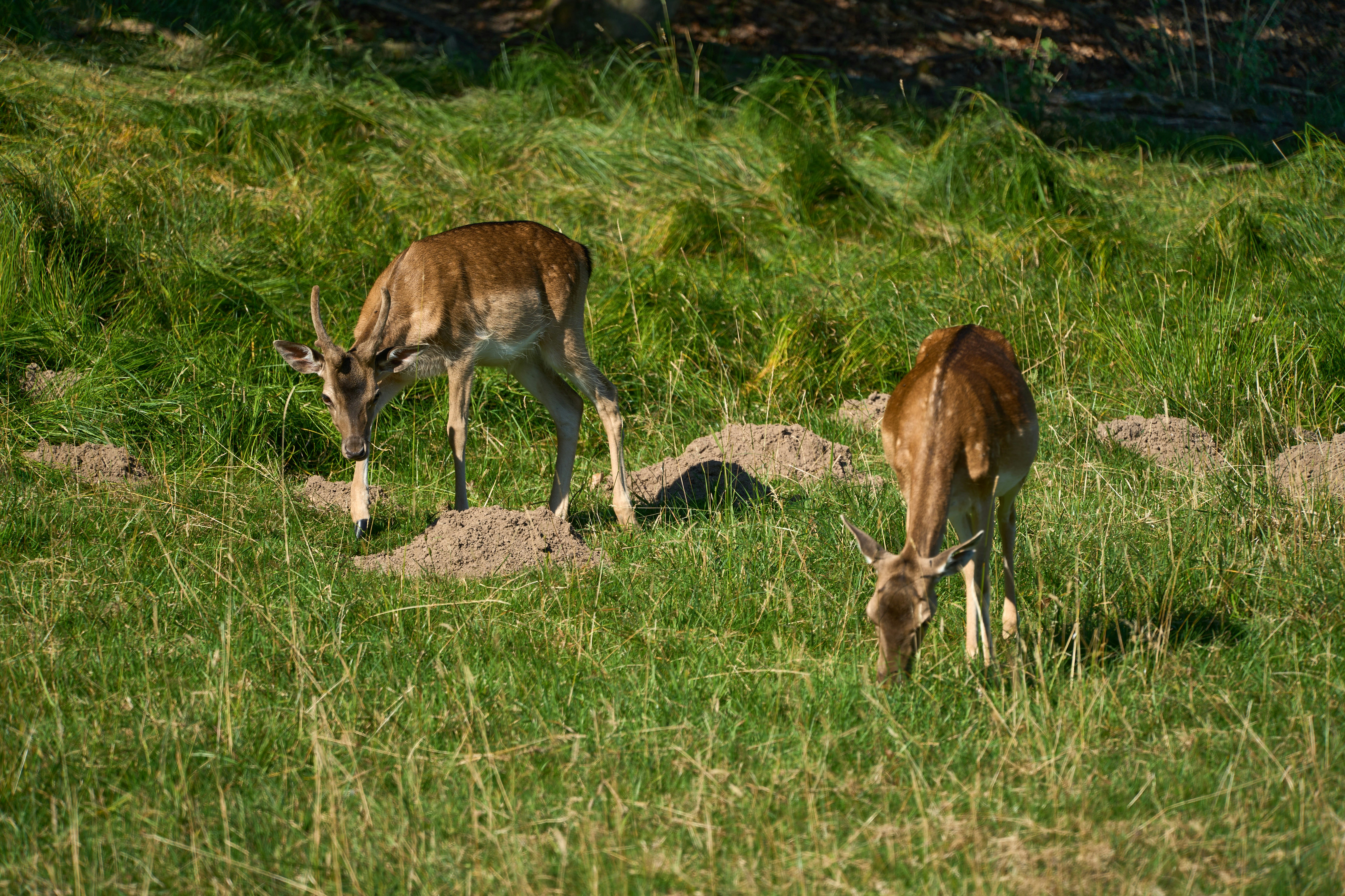 Photo by wolfgang_hasselmann